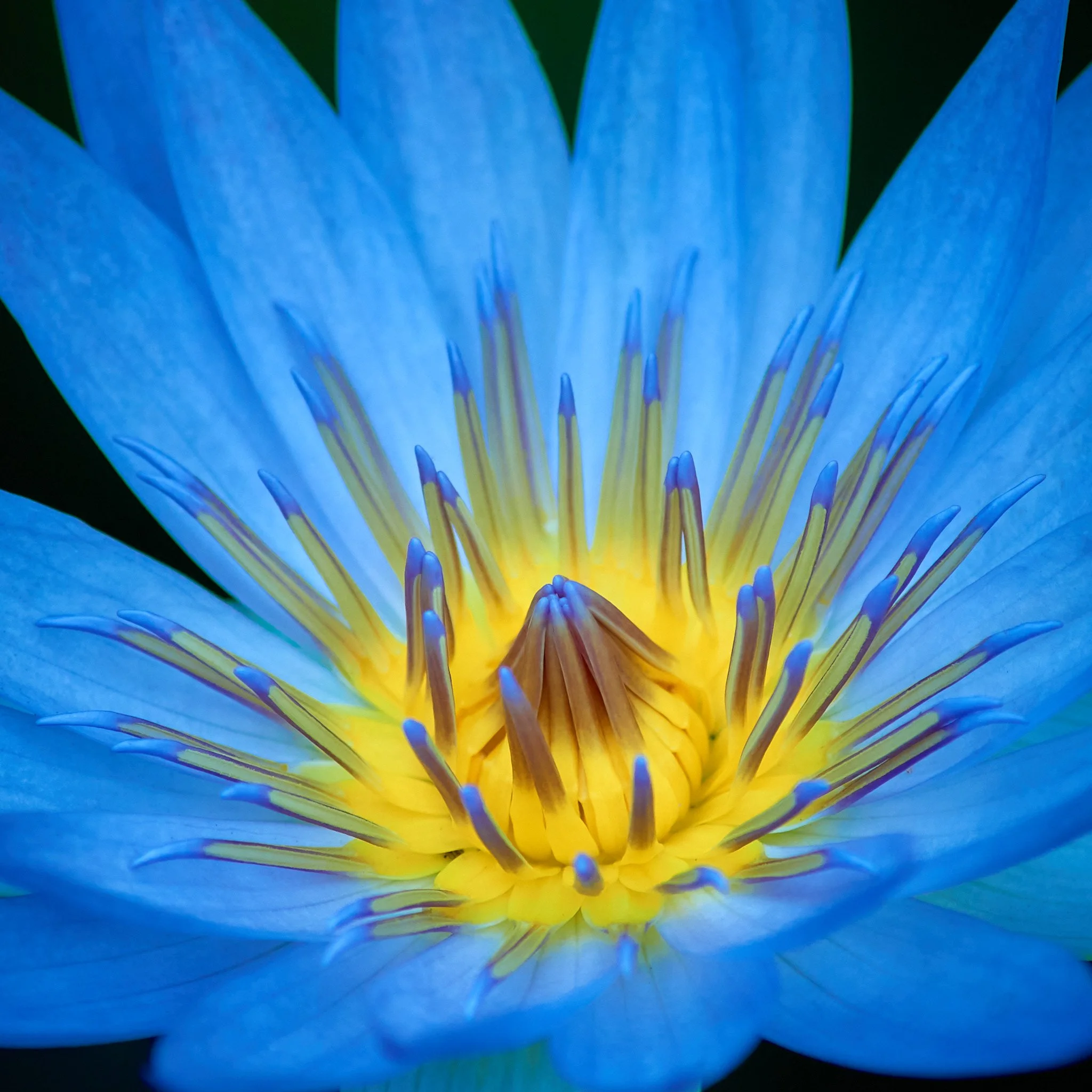 SEMD636 - SEM_7584 - Ratio - Square - Camera - Nikon D800