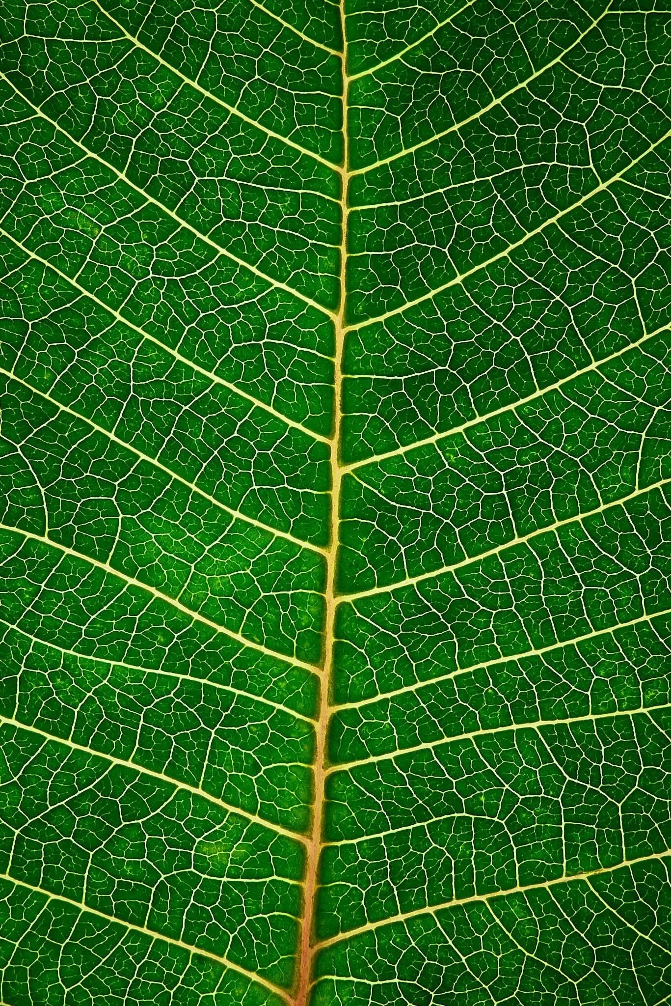 Leaf Veins - SEMD309 - Open Edition