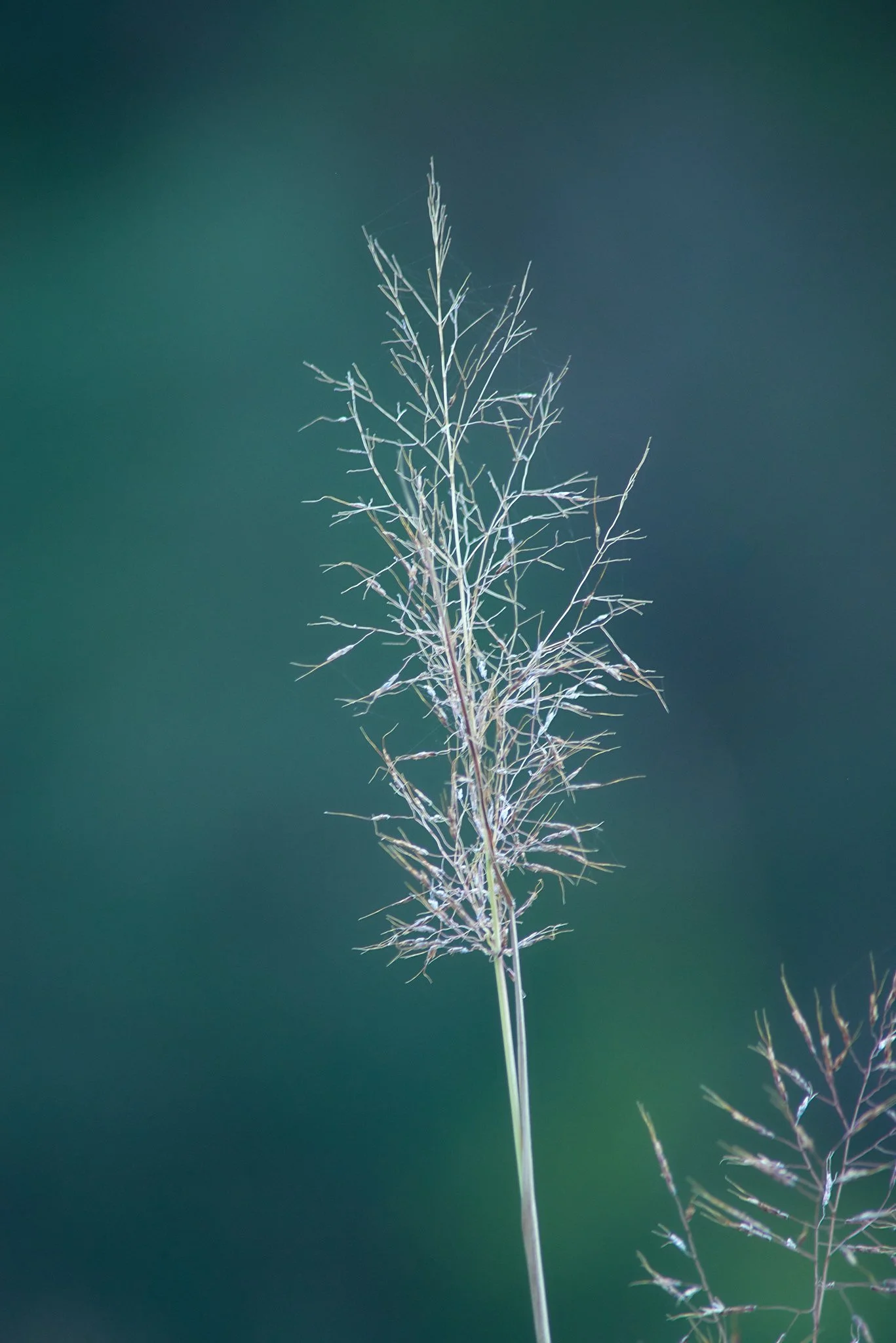 SEMD529 - DSC_3636 - Ratio - 2x3 (Original).jpg