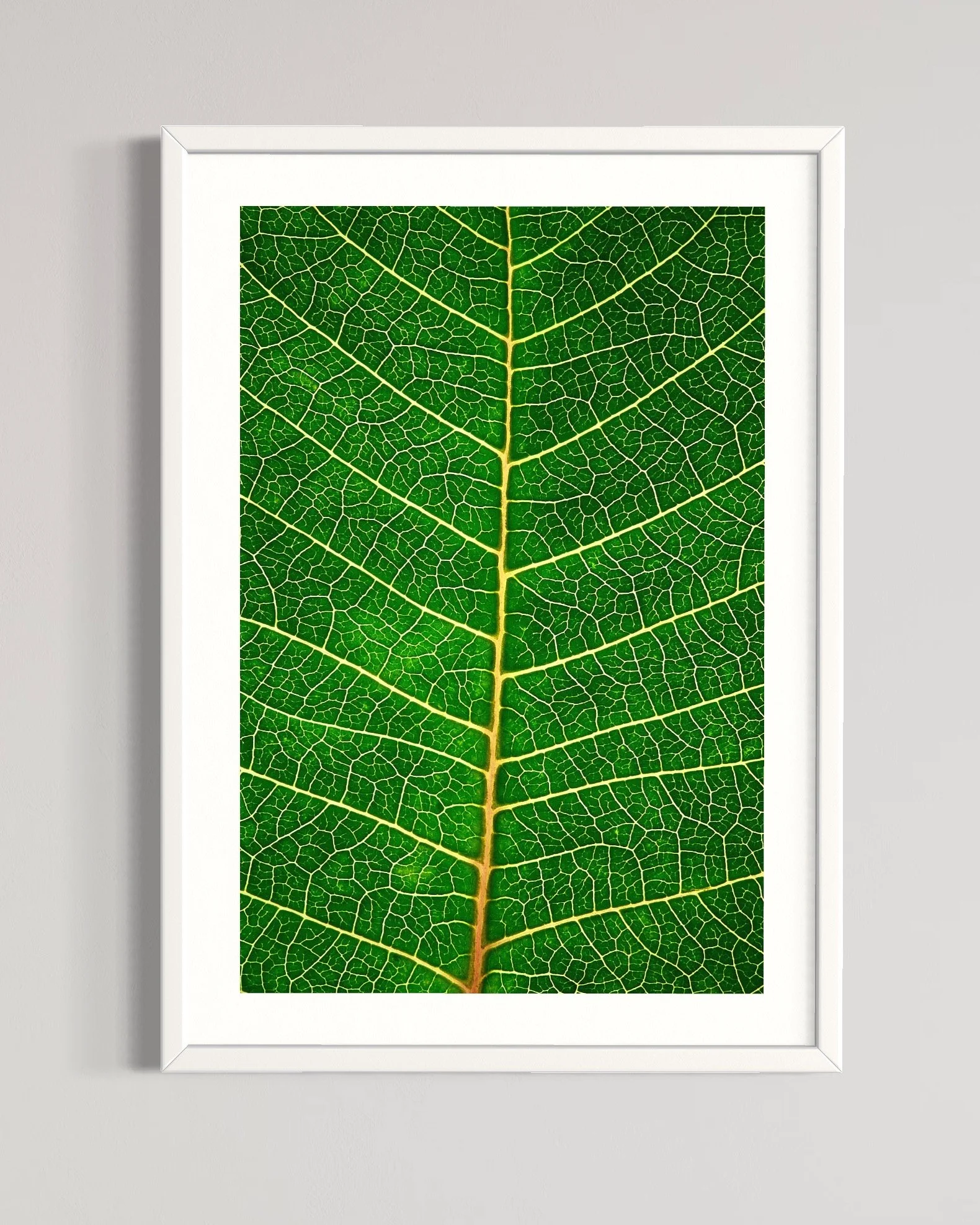 SEMD309 - White Frame.JPG