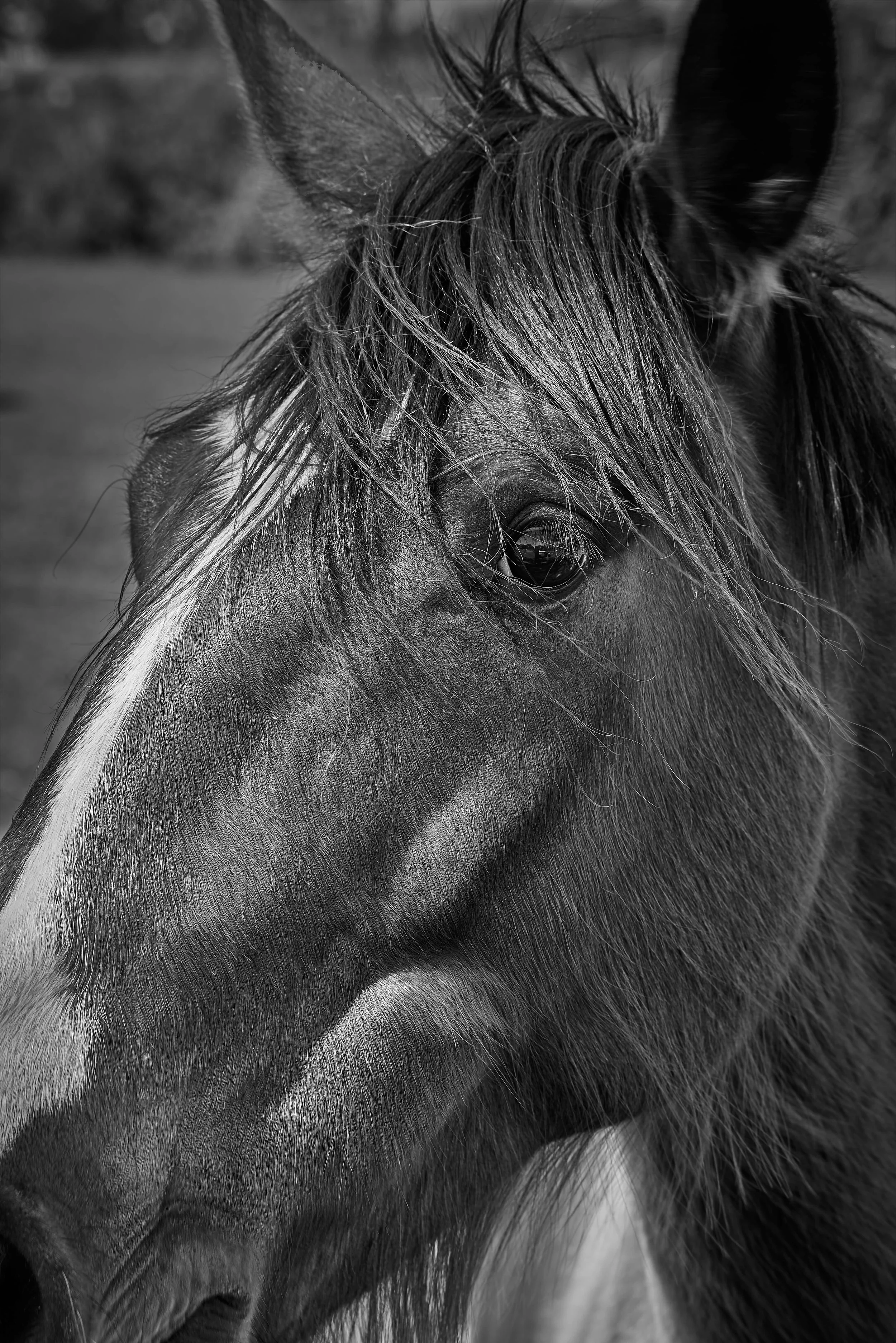 SEMD256 - DSC_8236 B&W - Ratio 2x3.jpg