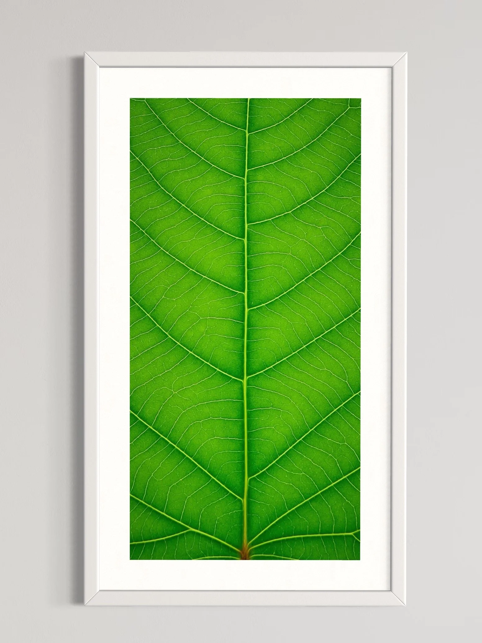 SEMD371 - White Frame.jpeg