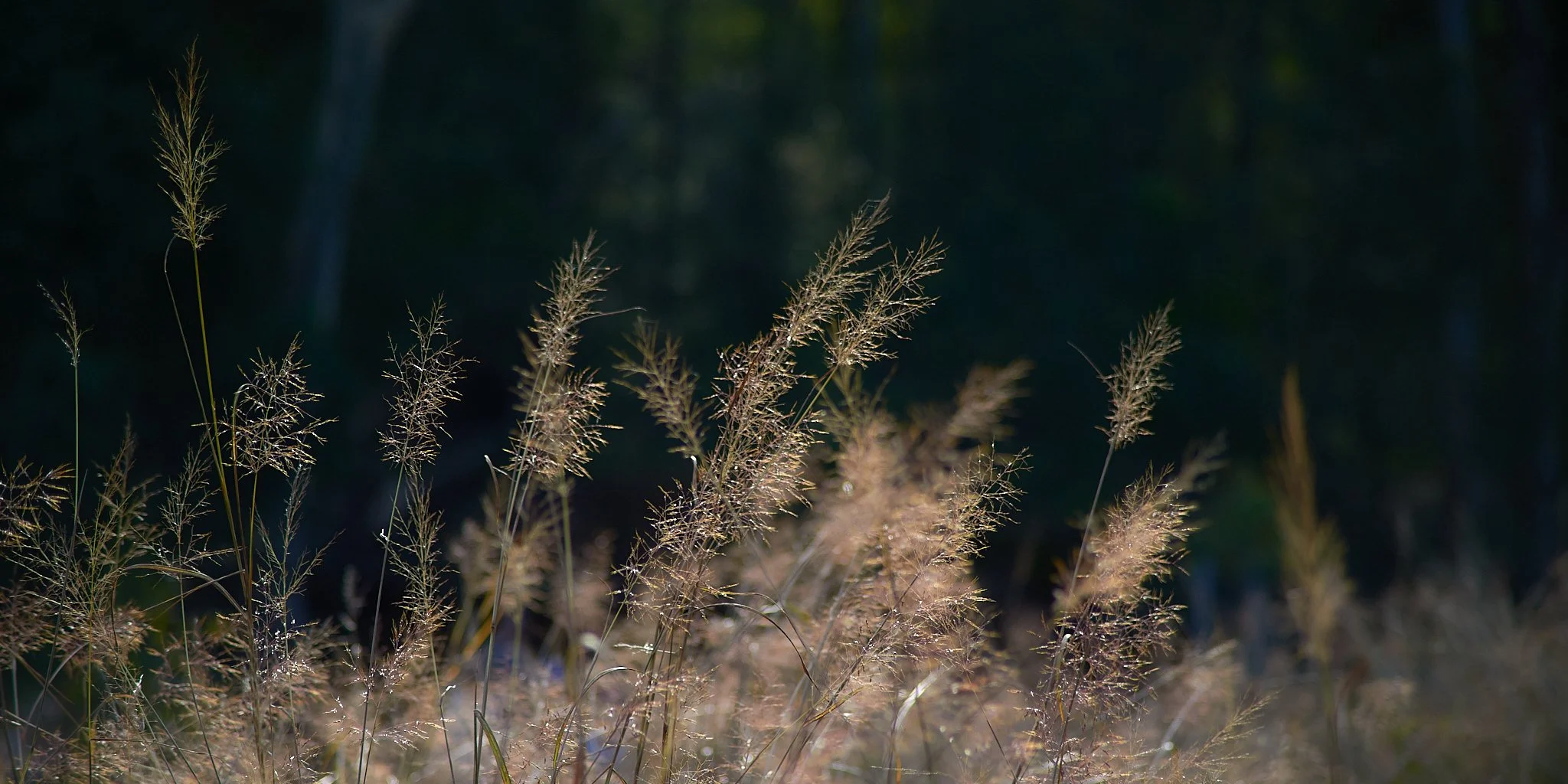 SEMD532 - DSC_3769 - Ratio 1x2.jpg