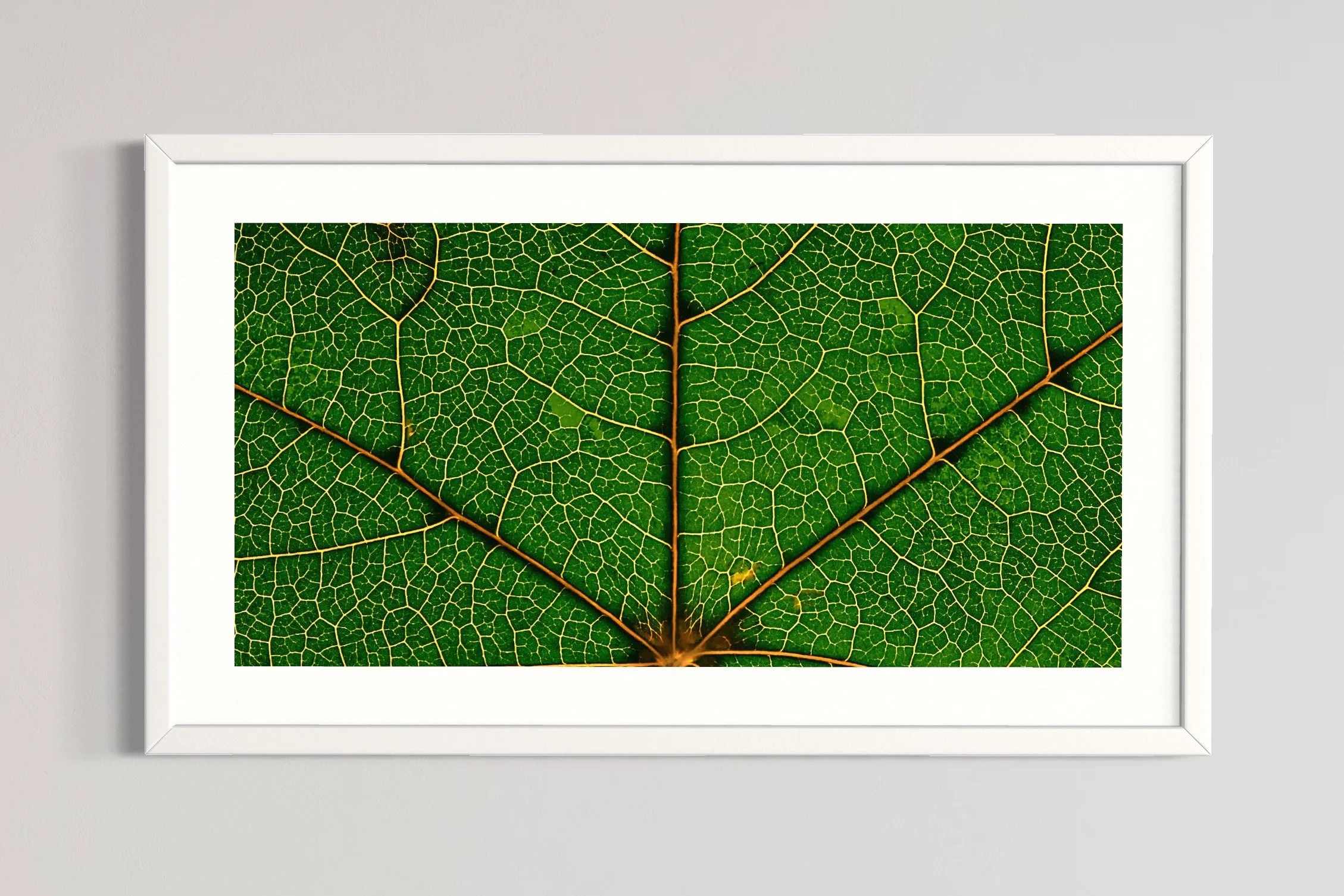SEMD337 - White Frame.JPG