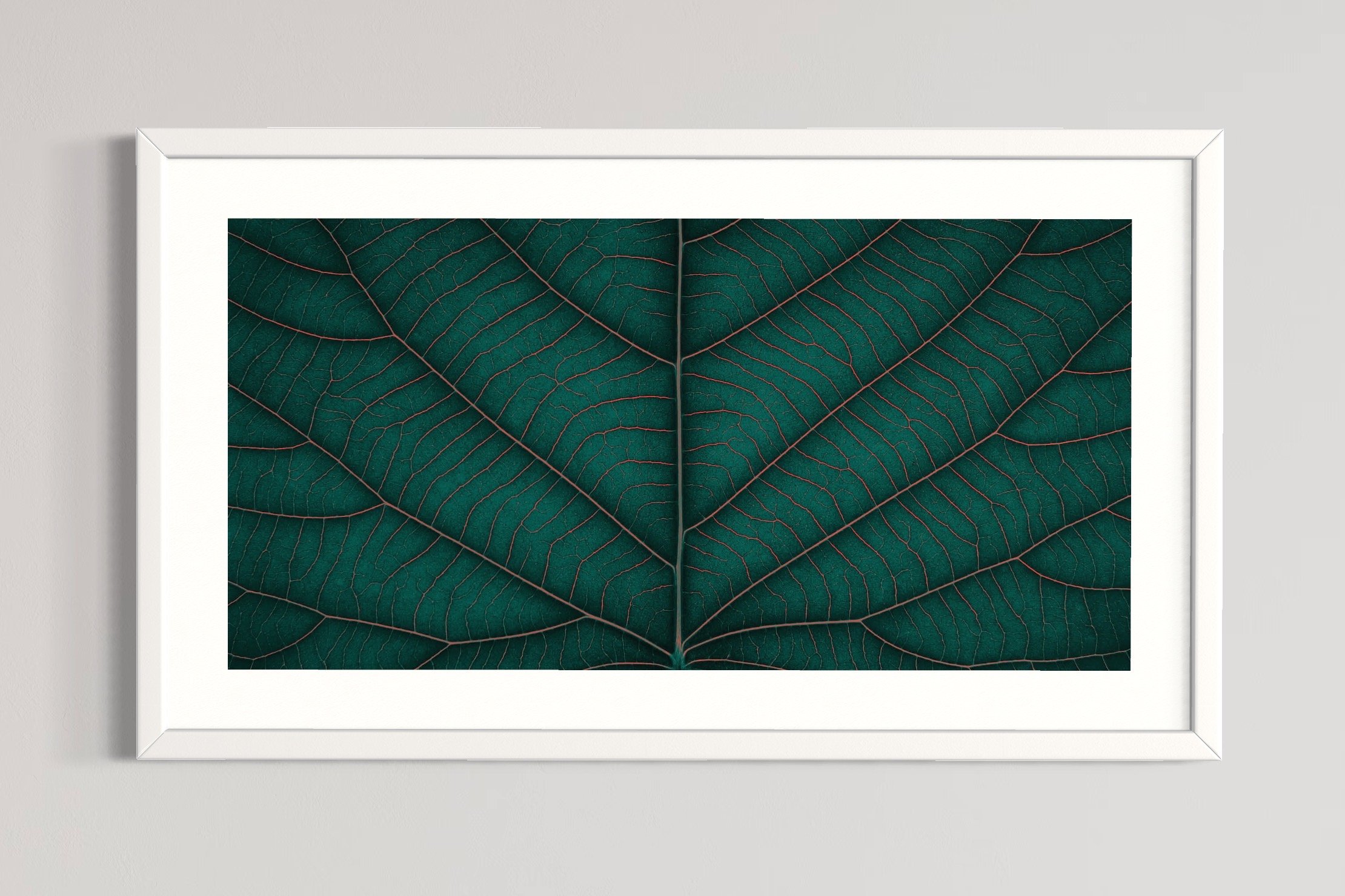 SEMD388 - White Frame.JPG