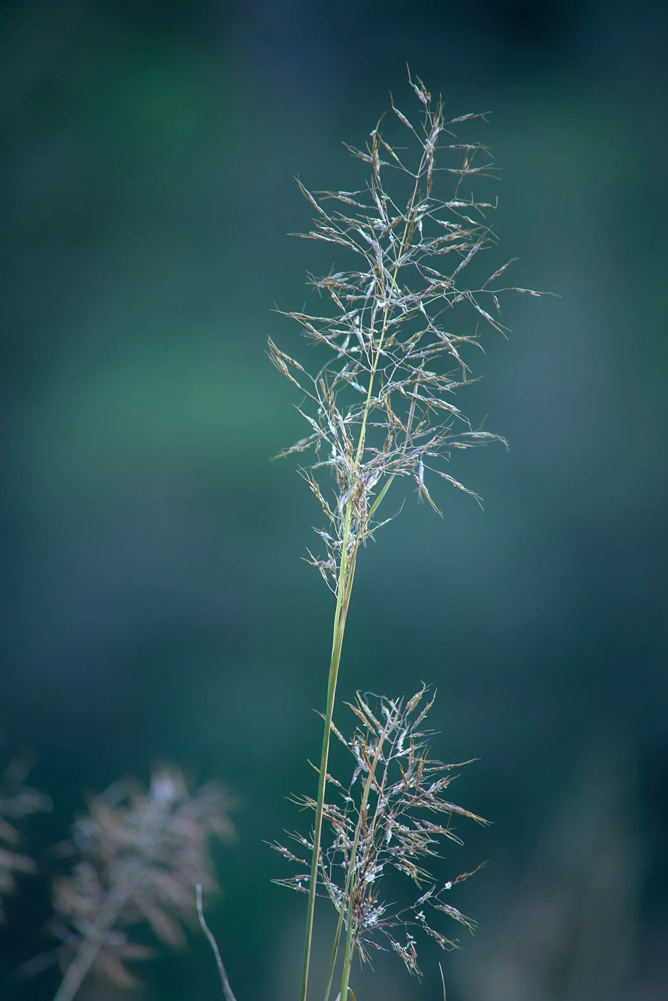 SEMD535 - DSC_3851 - Ratio - 2x3.jpg