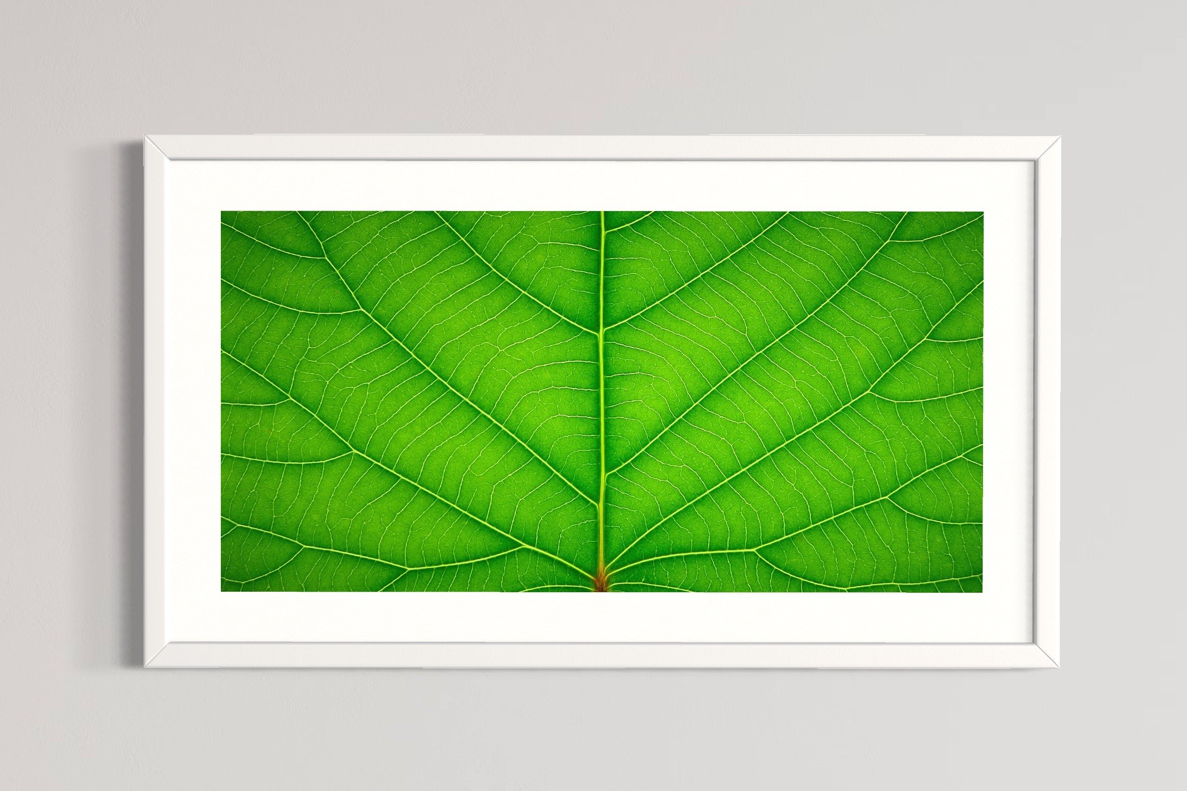 SEMD380 - White Frame.JPG