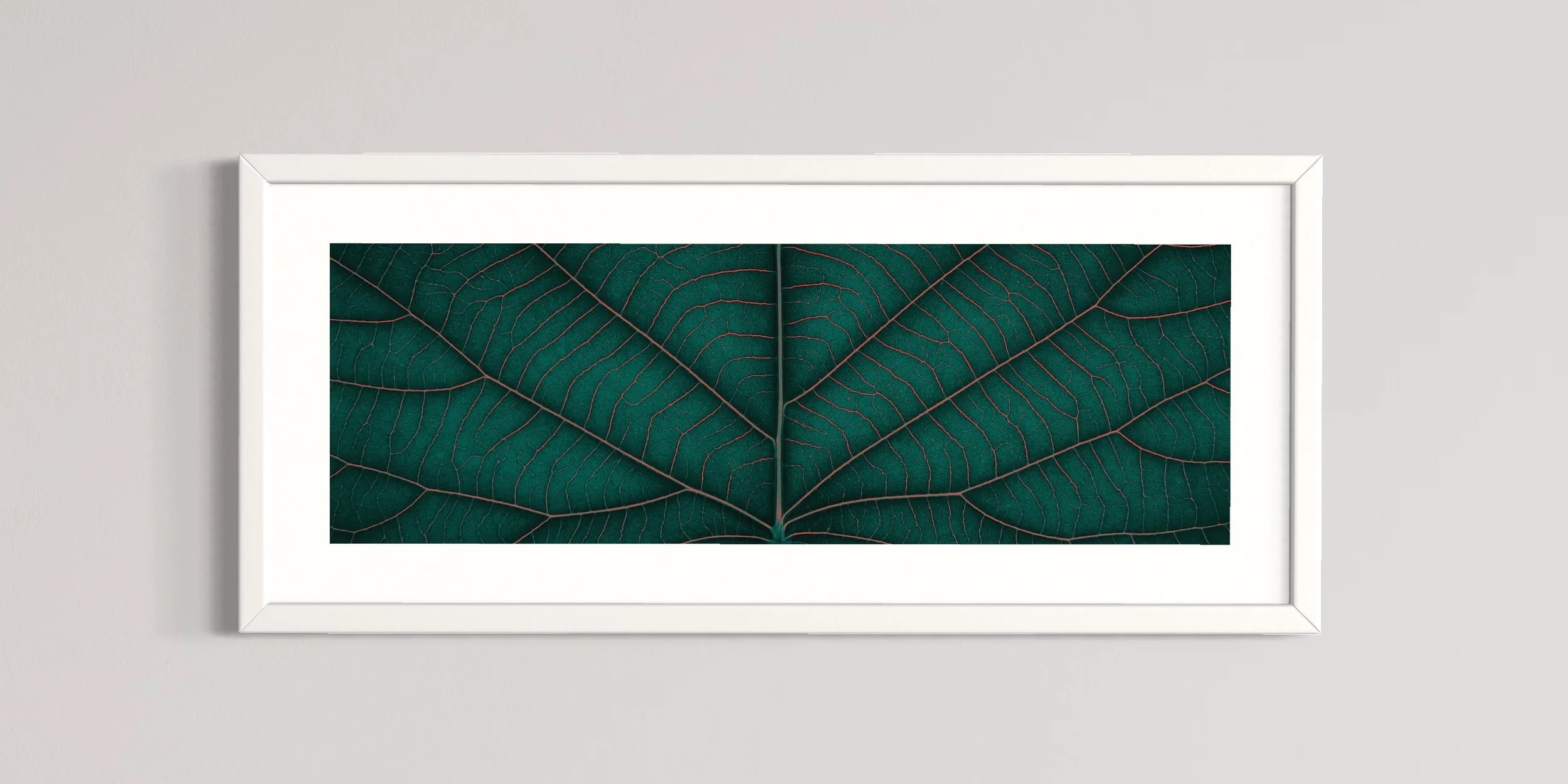 SEMD385 - White Frame.JPG