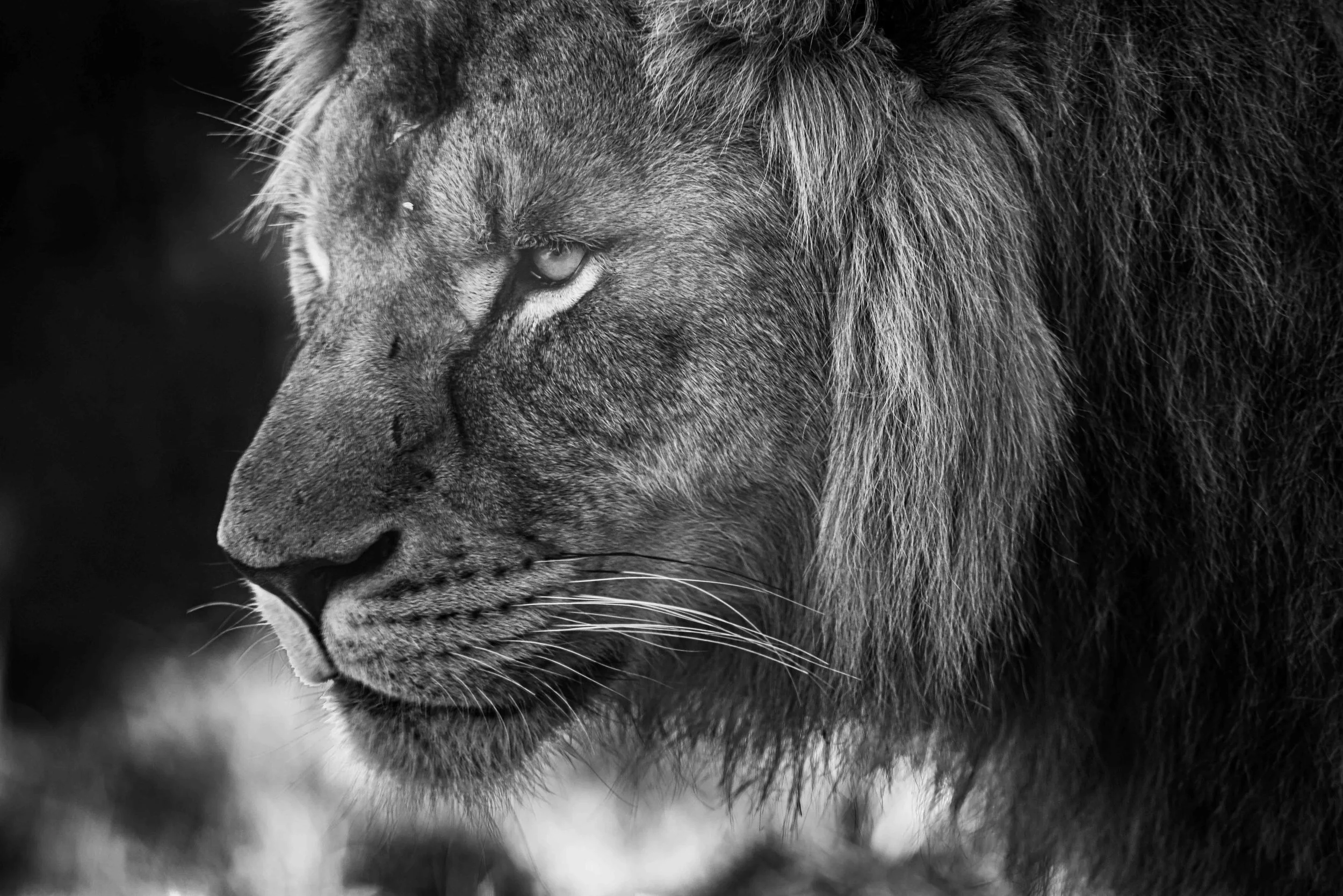 SEMD222 - DSC_7659 - B&W - Ratio 2x3.jpg