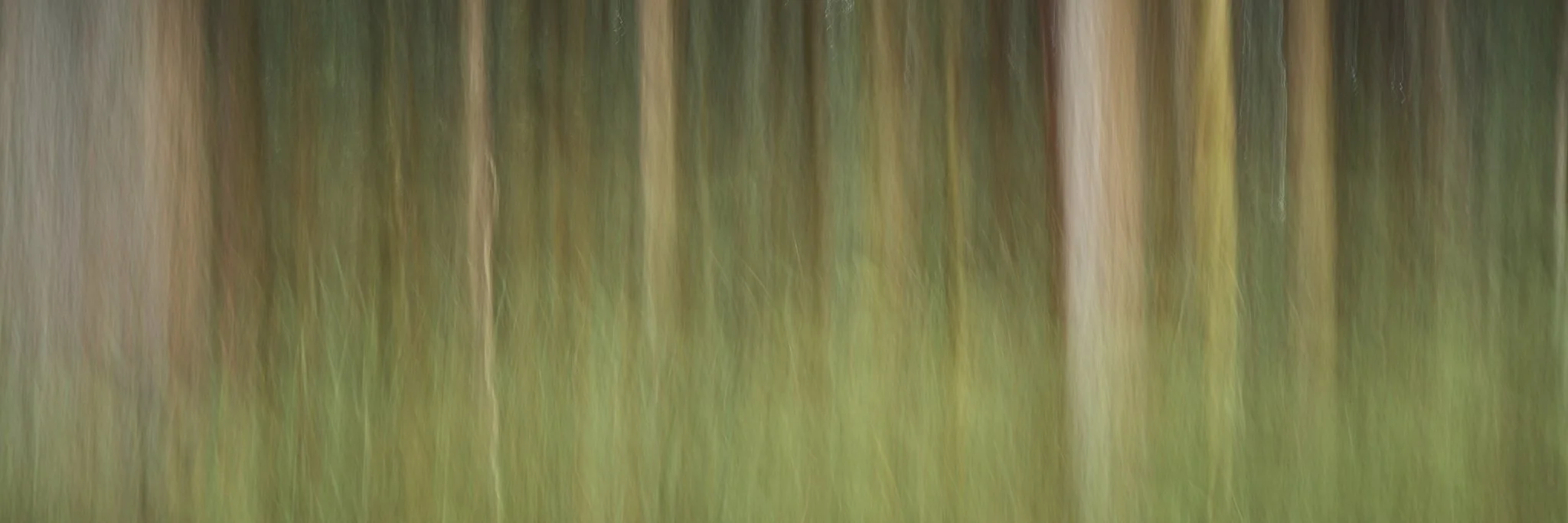 Darkes Forest - SEMD601 - Ratio 1x3 - Limited Edition of 25