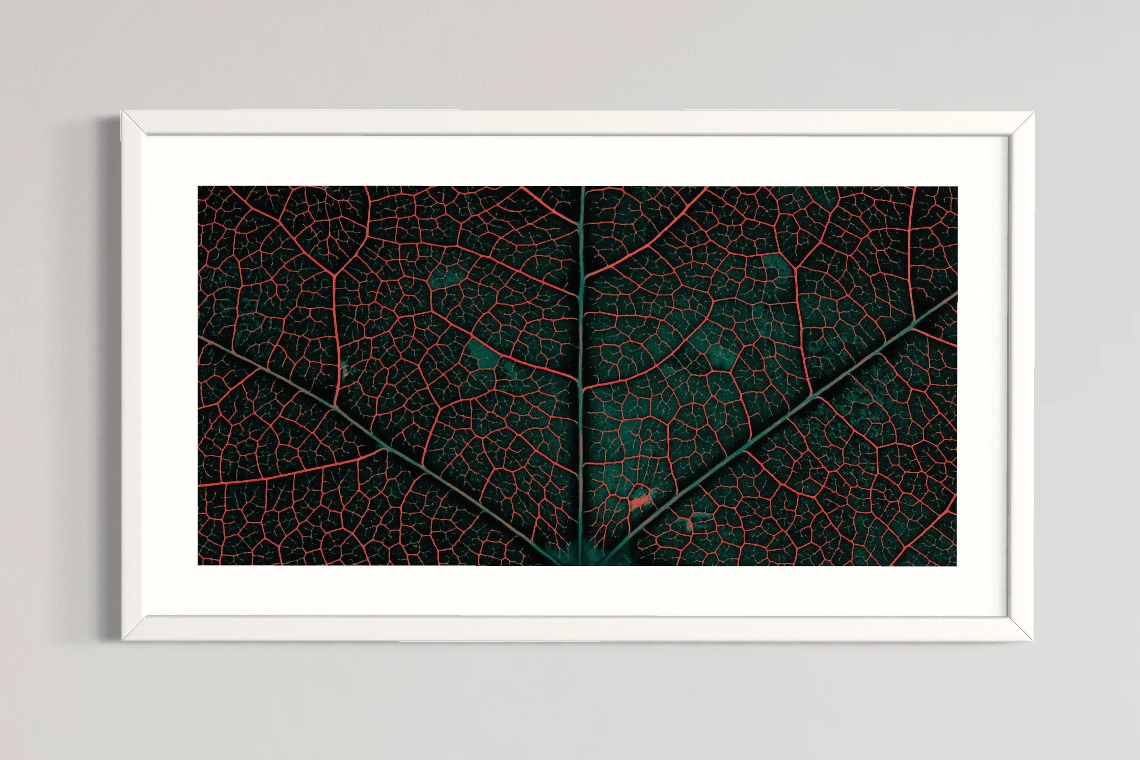 SEMD351 - White Frame.JPG
