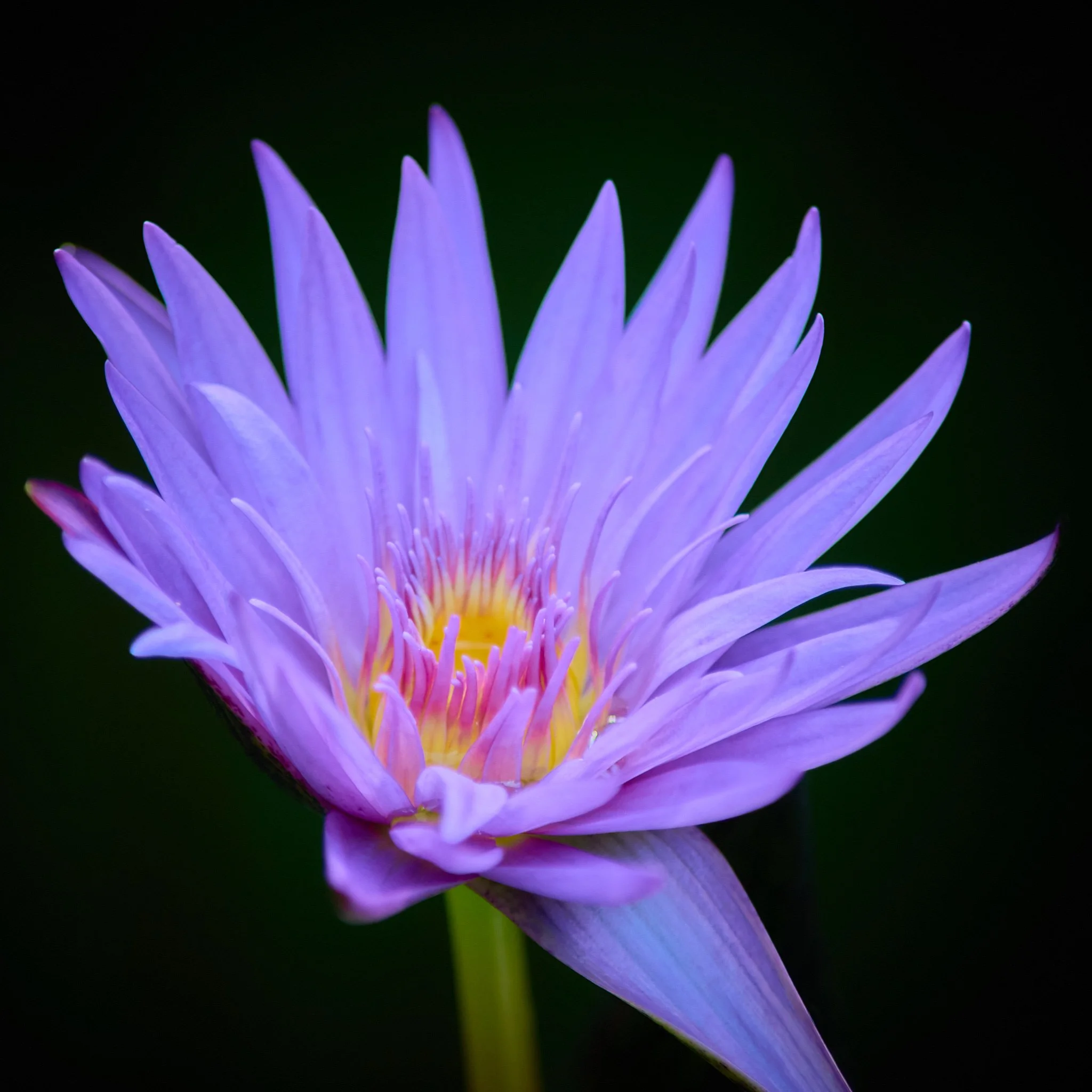 SEMD641 - SEM_7615 - Ratio - Square - Camera - Nikon D800