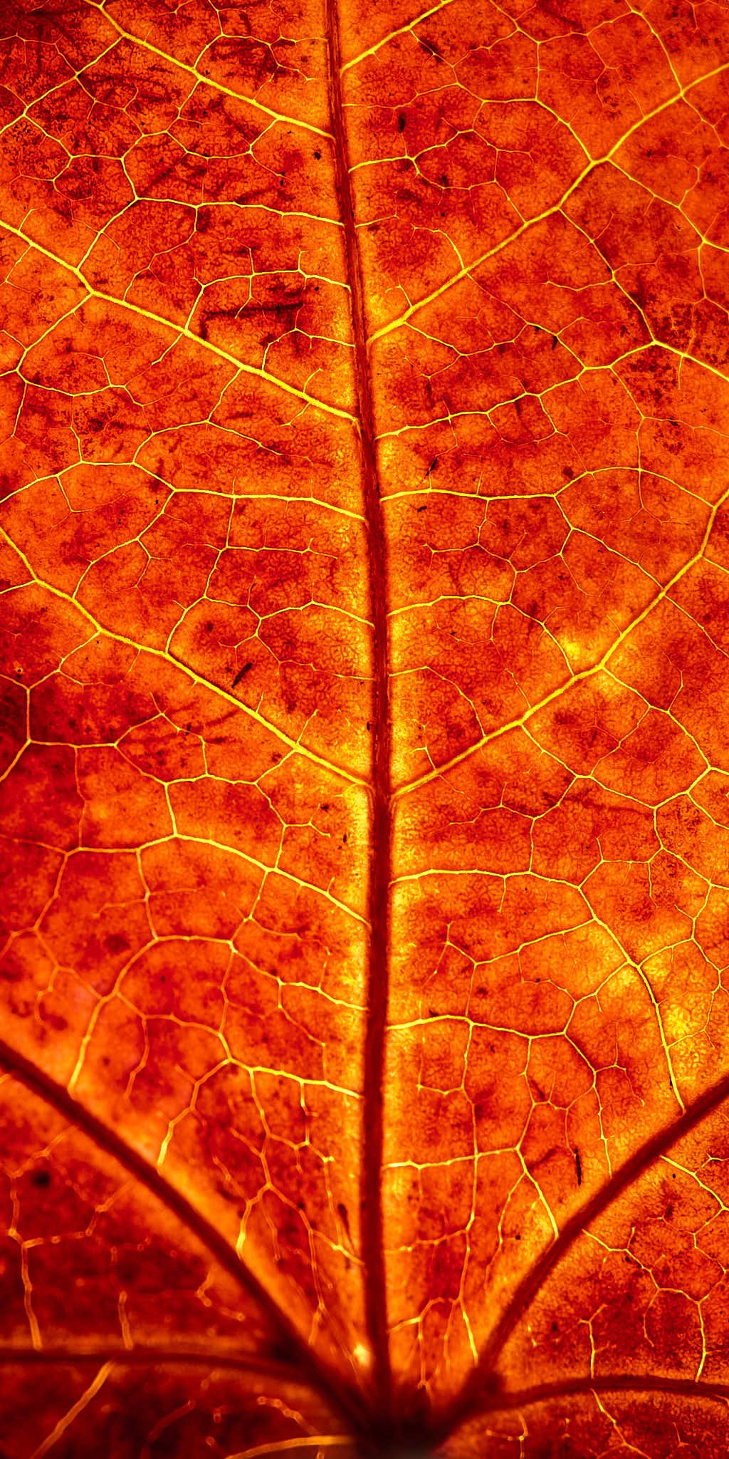 SEMD304 - DSC_0783 - Ratio 1x2 vertical.jpg