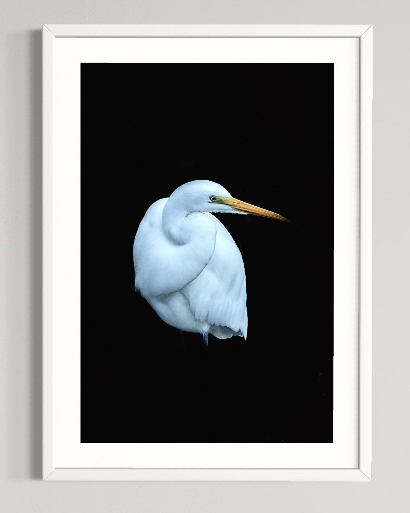 SEMD581+-+White+Frame.jpg