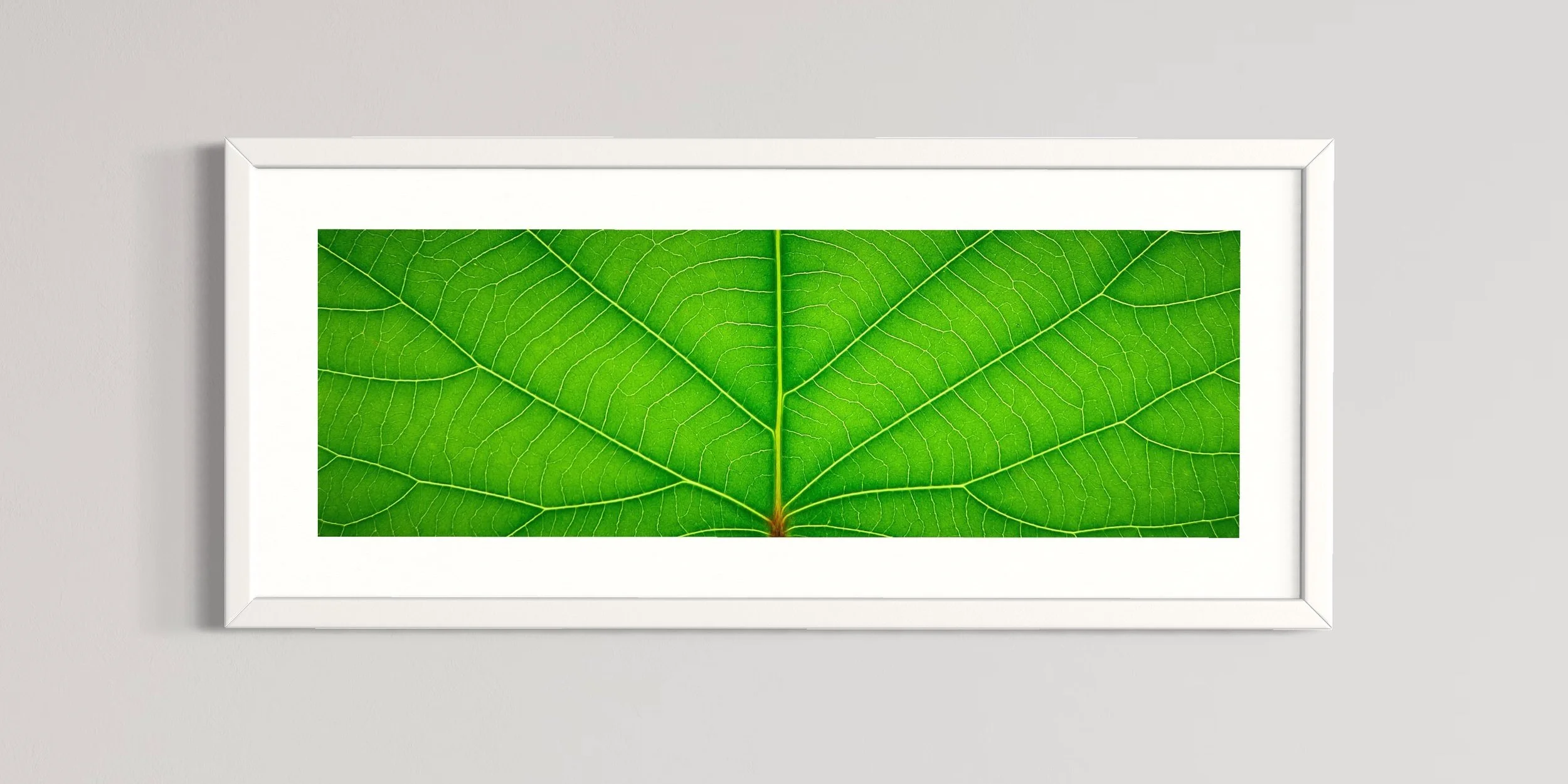 SEMD381 - White Frame.JPG