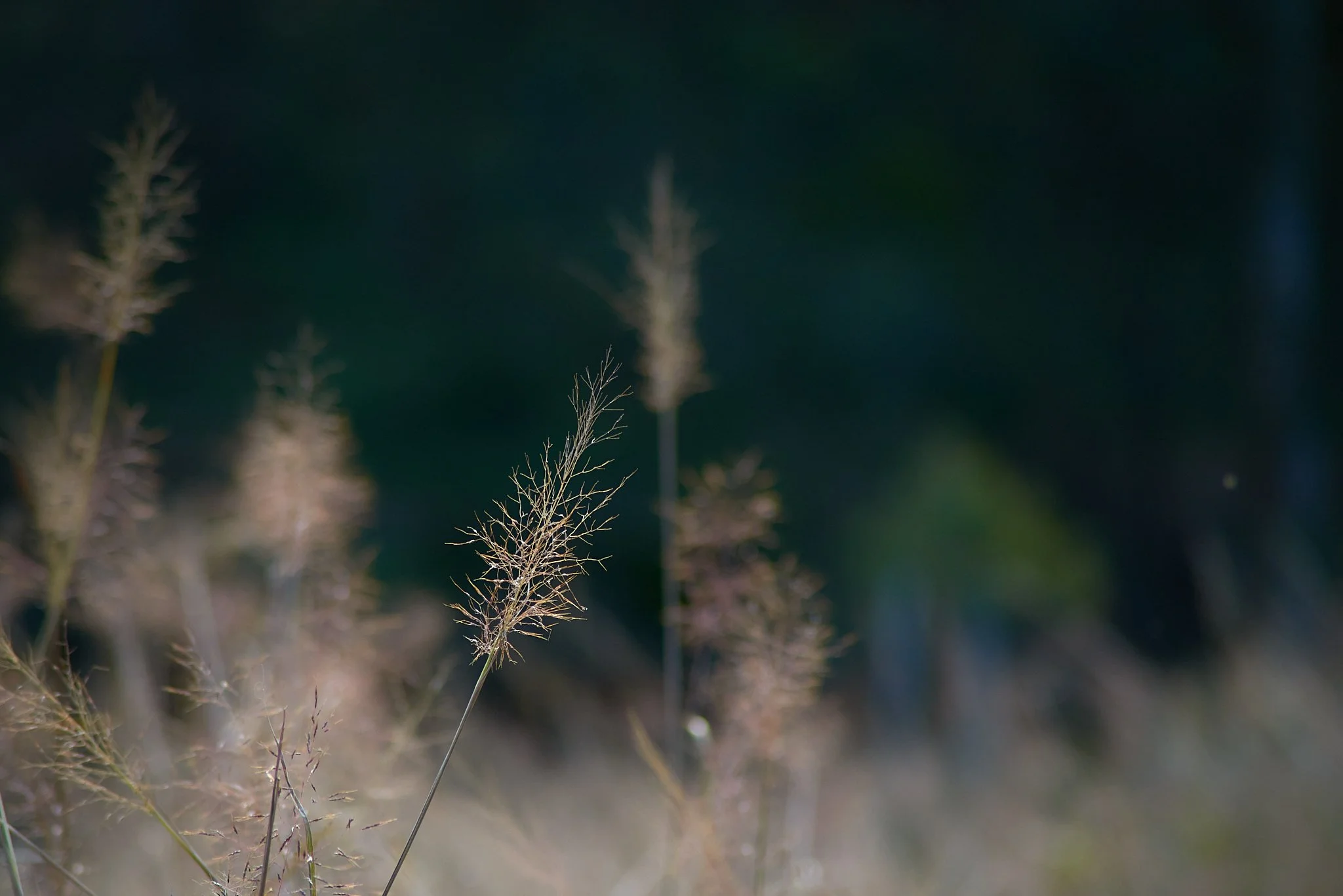 SEMD531 - DSC_3765 - Ratio 2x3.jpg