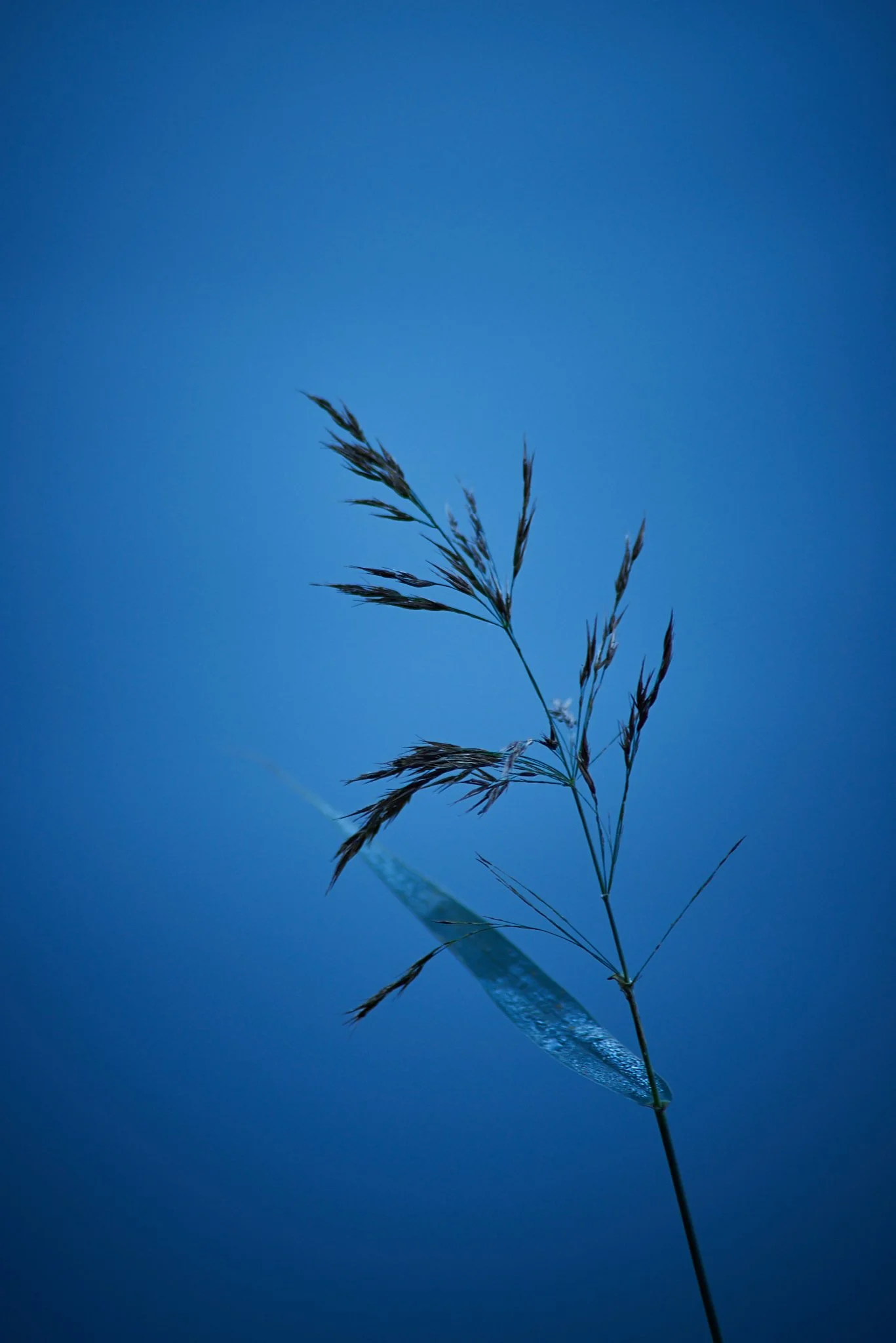SEMD585 - SEM_2046 - Ratio 2x3.jpg