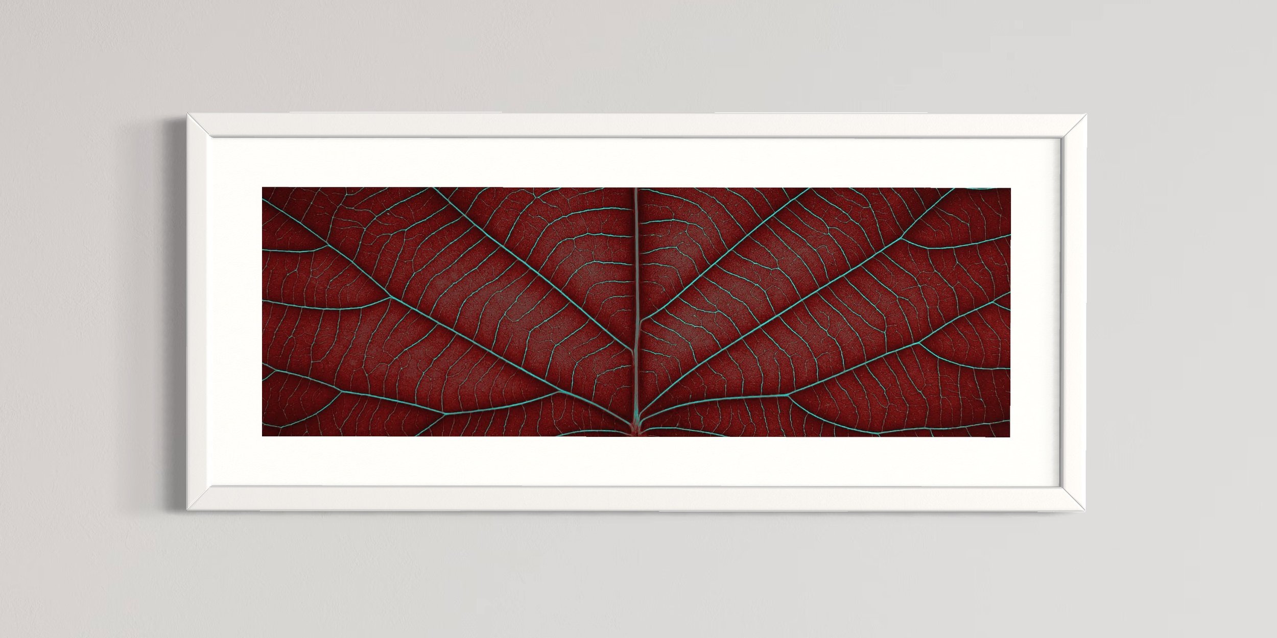 SEMD399 - White Frame.JPG