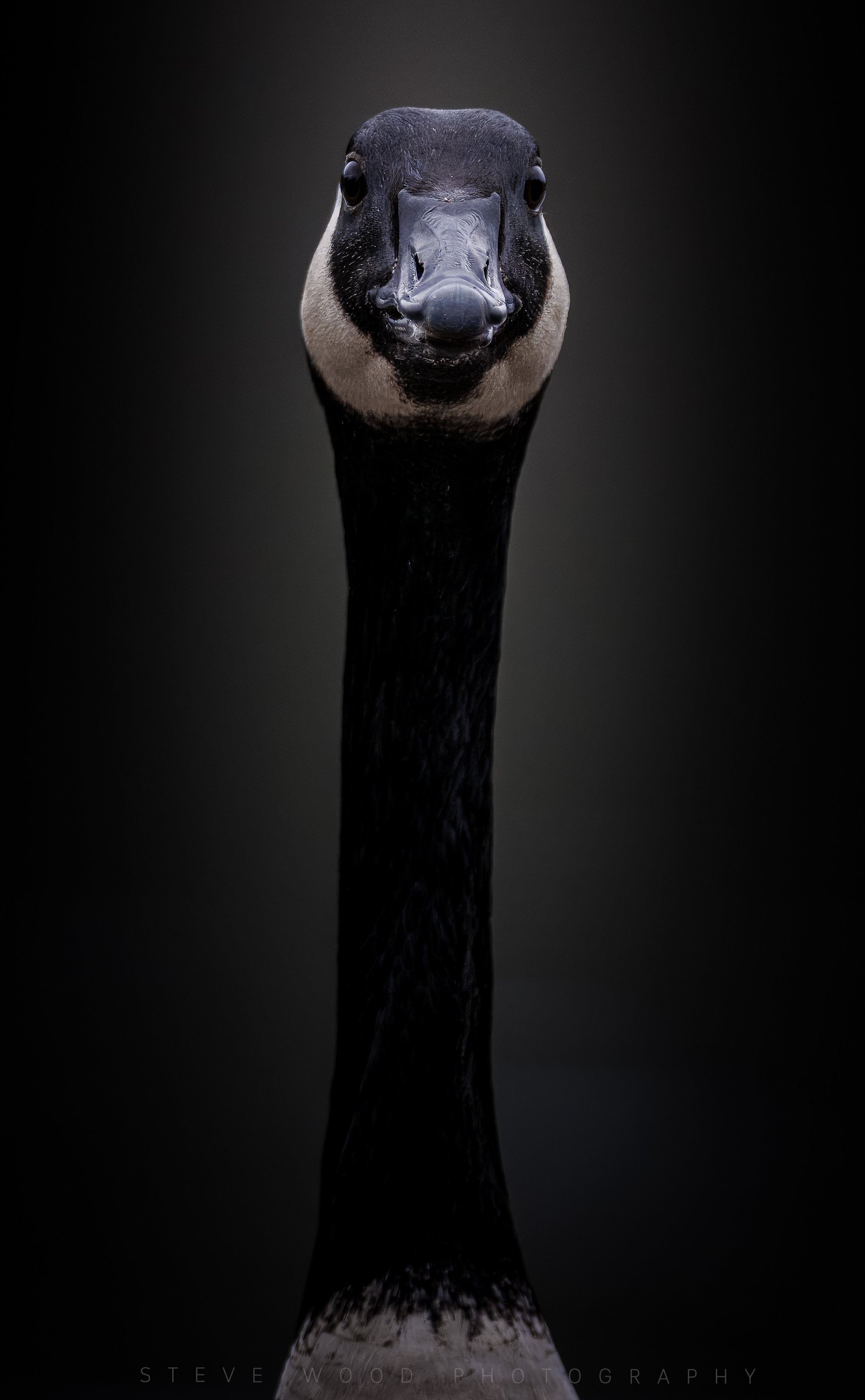 canada  goose portrait-5.jpg