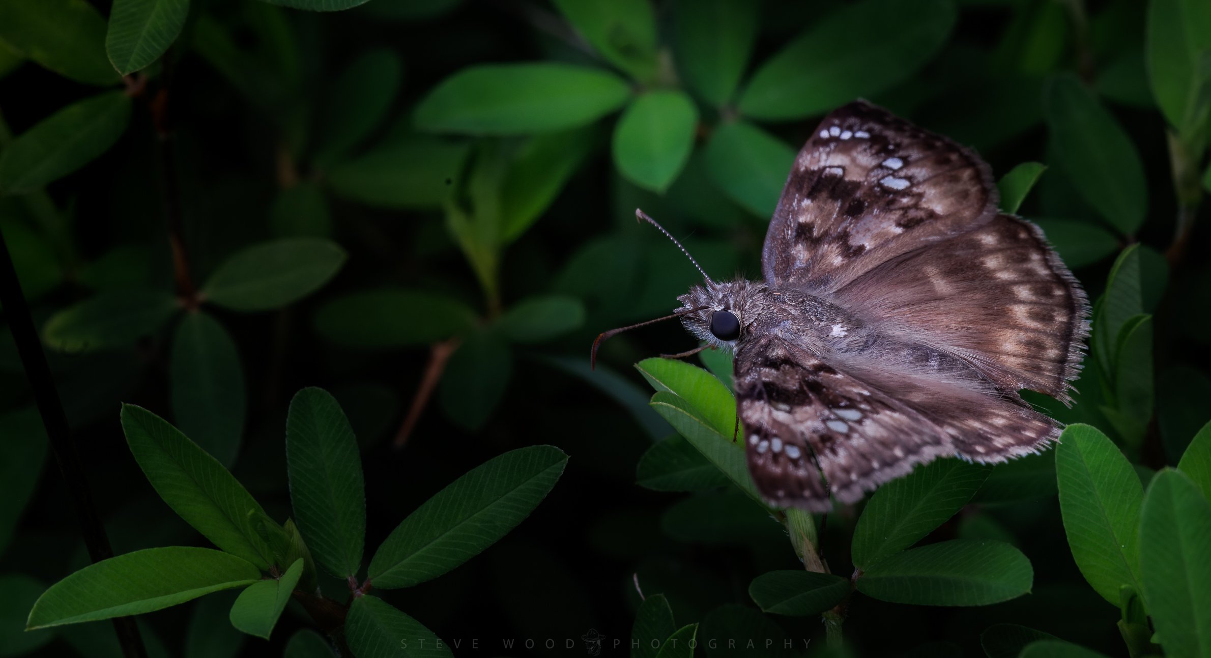 butterfly-22.jpg