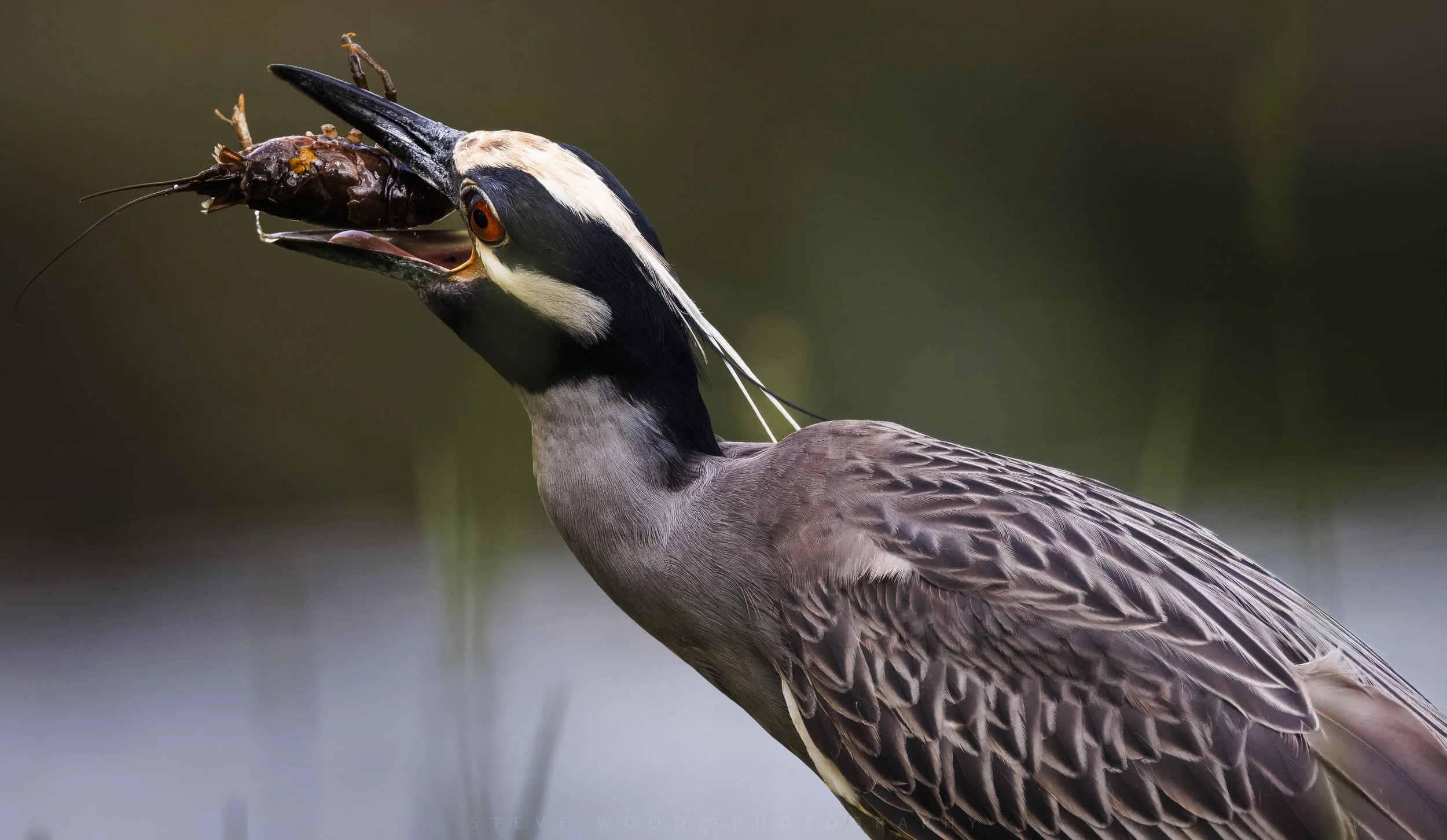 night heron-26.jpg
