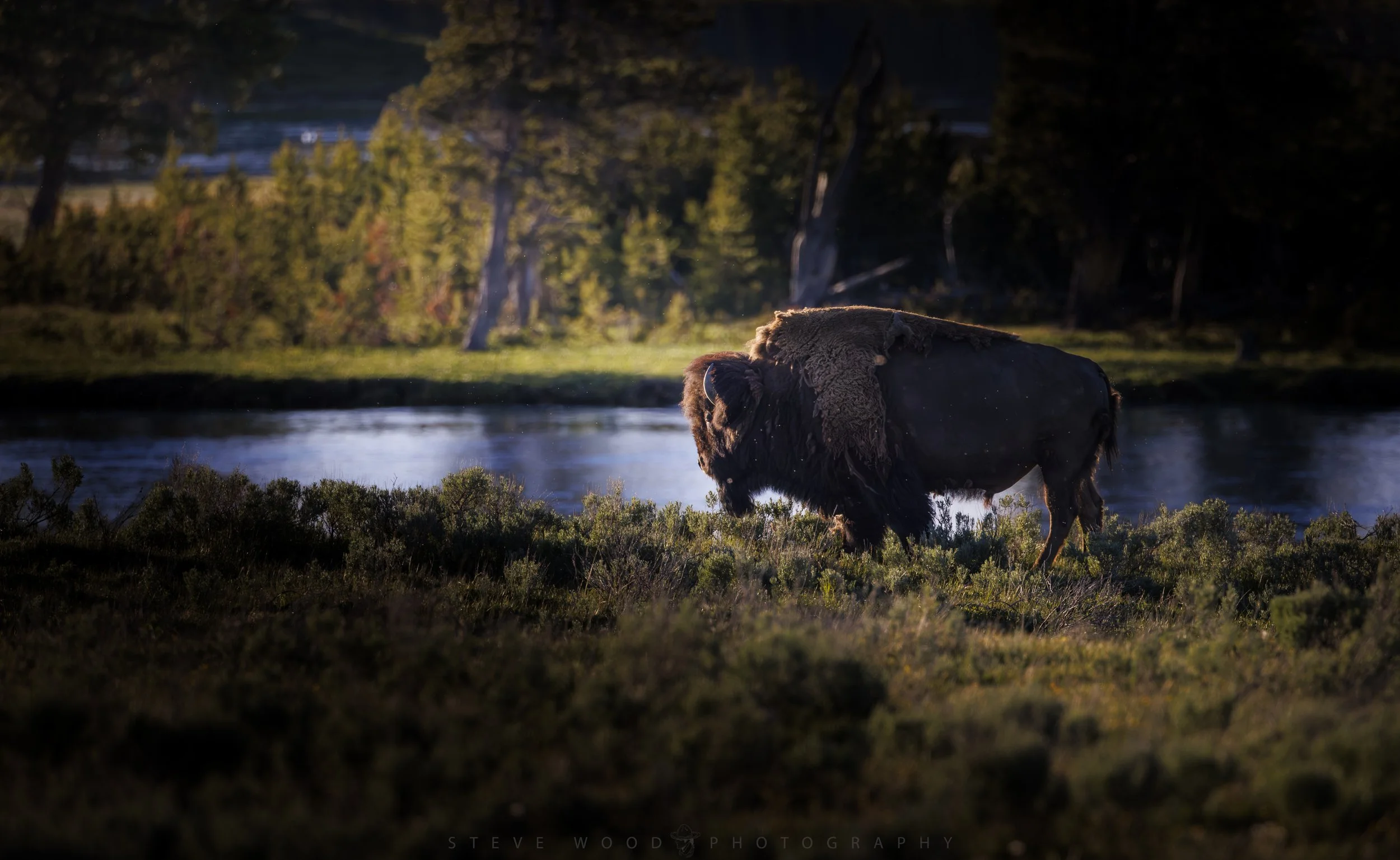 bison 2026-37.jpg