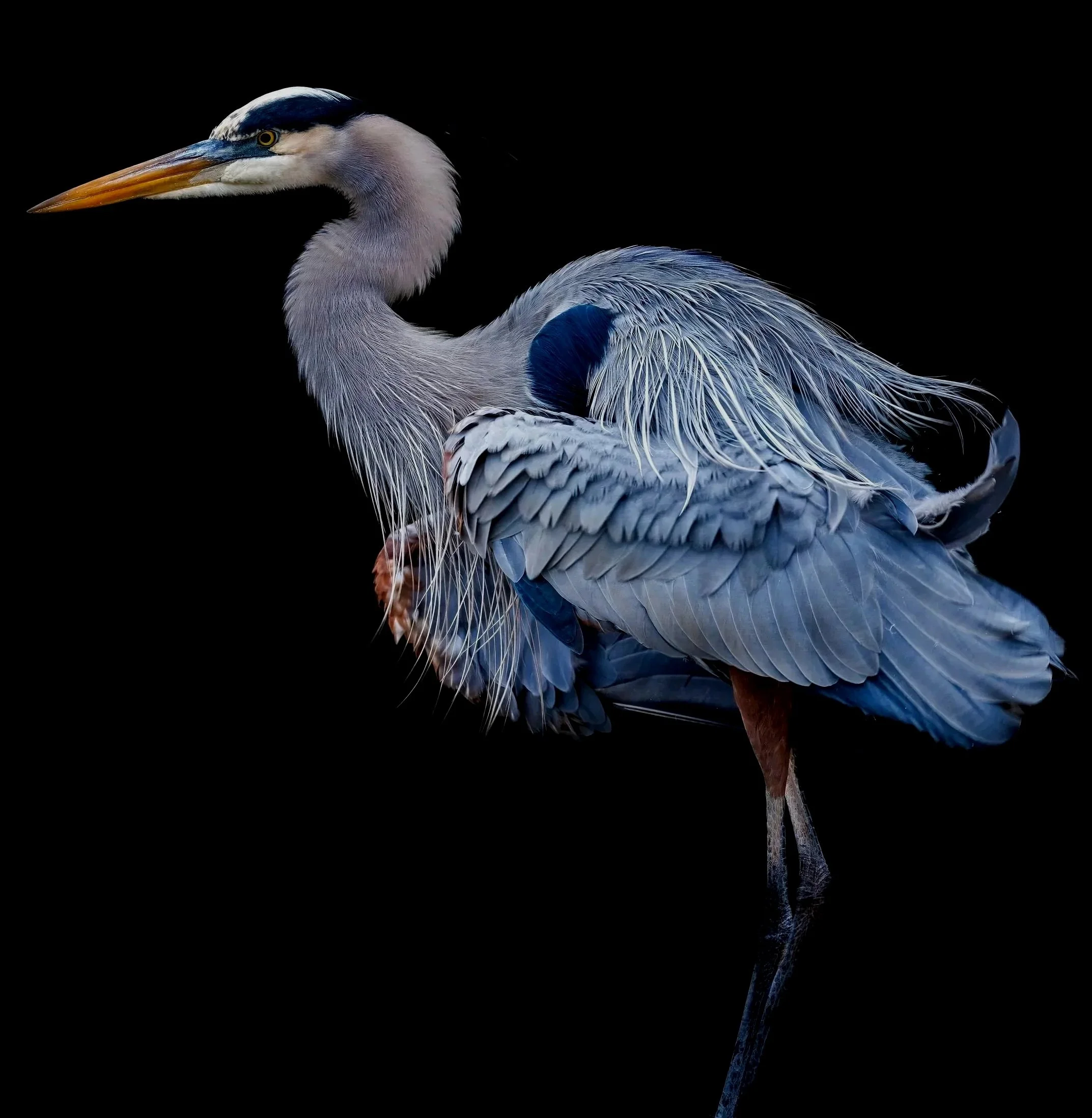 A Winter Chill ~ Great Blue Heron