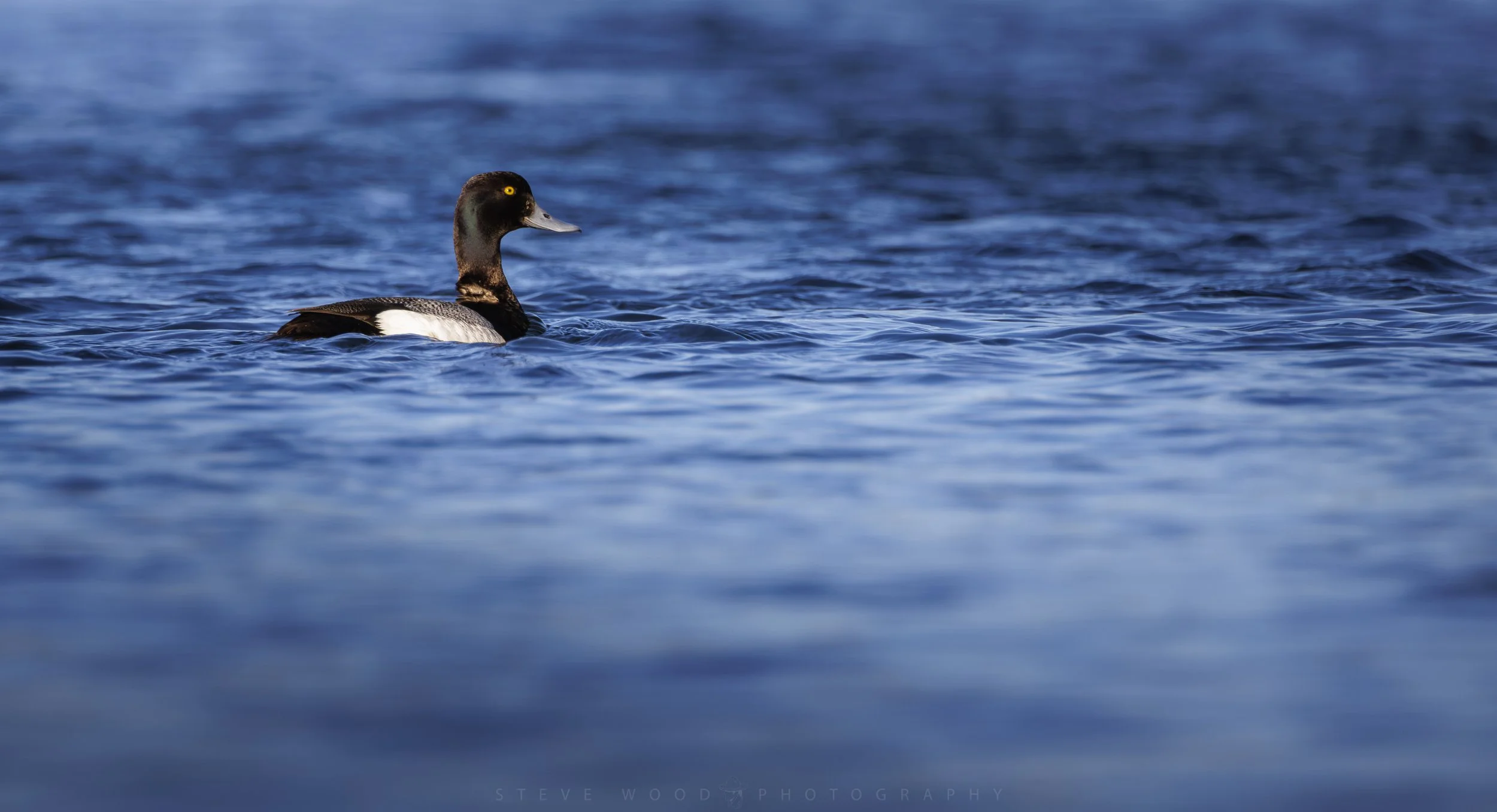 2026 YNP blue bills-2.jpg