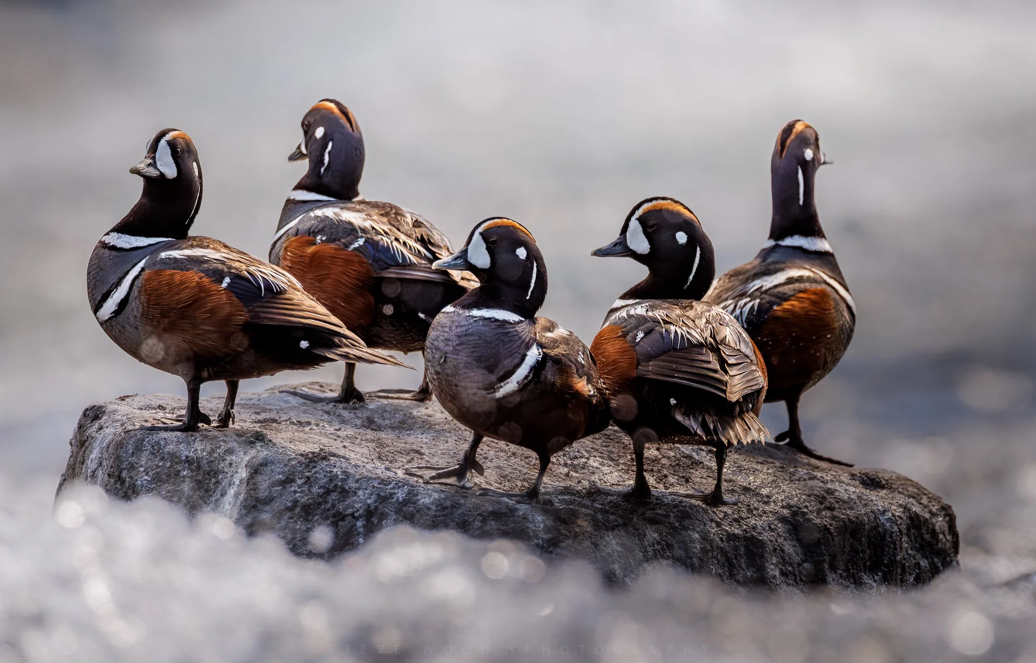 harlequin duck post-1.jpg
