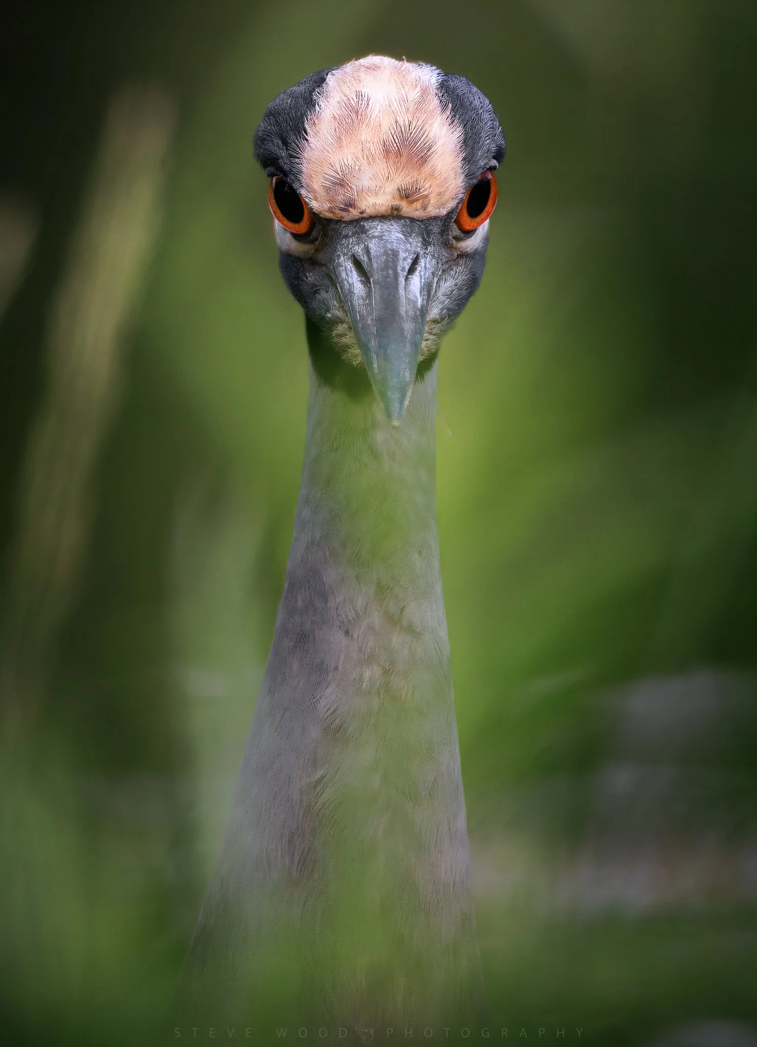 night heron-44.jpg