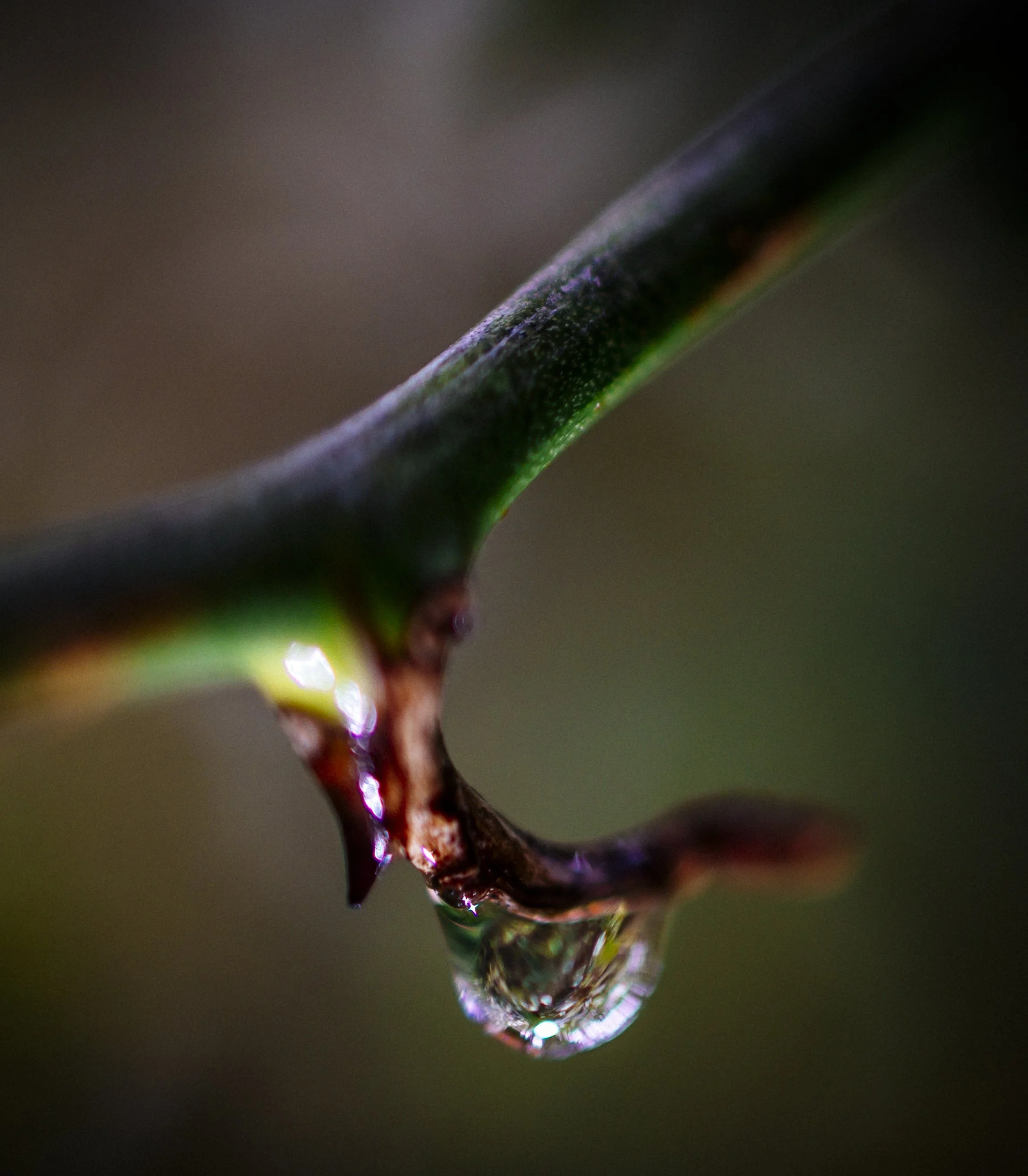 after the rain-5.jpg