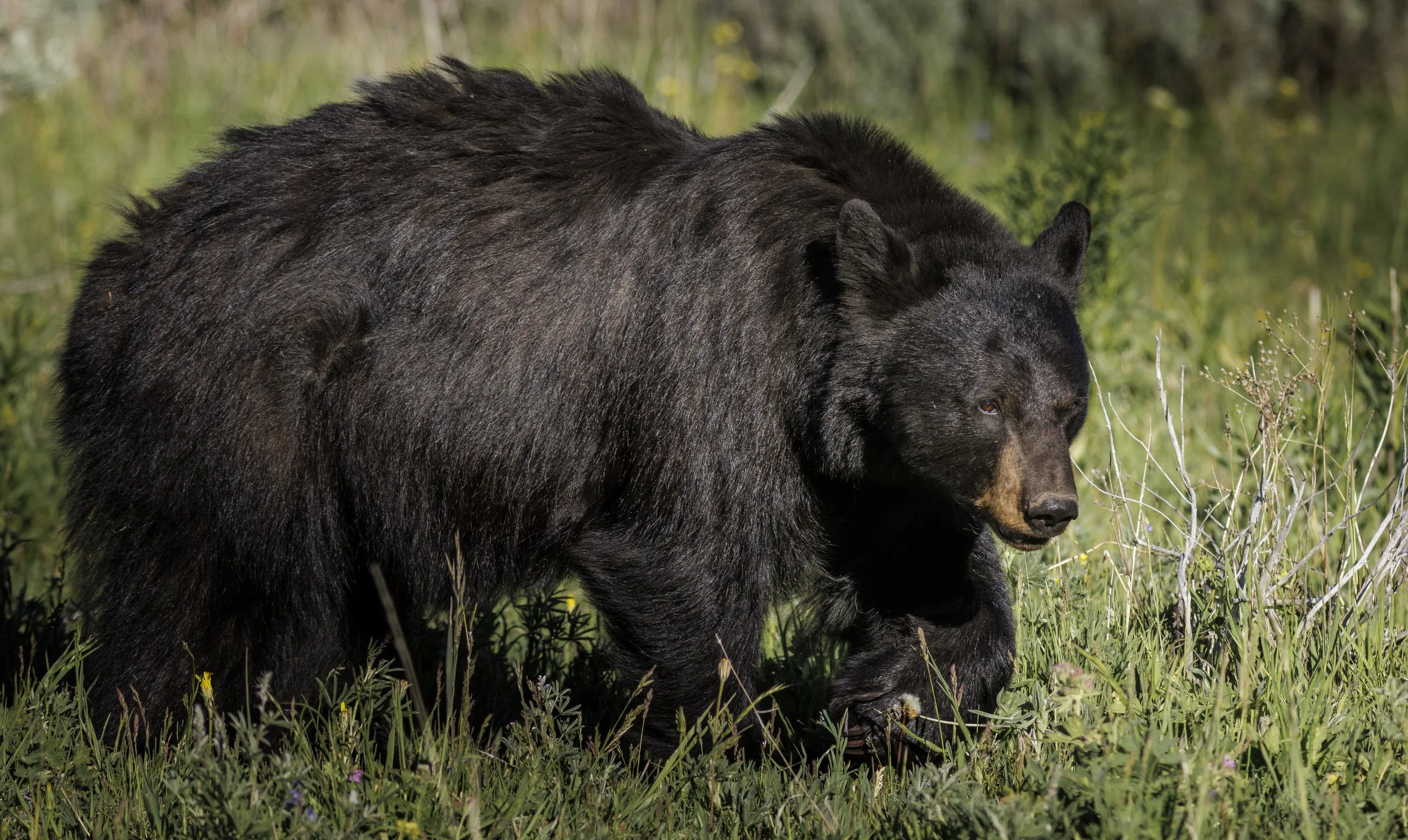 YNP-Black Bear 2026-16.jpg