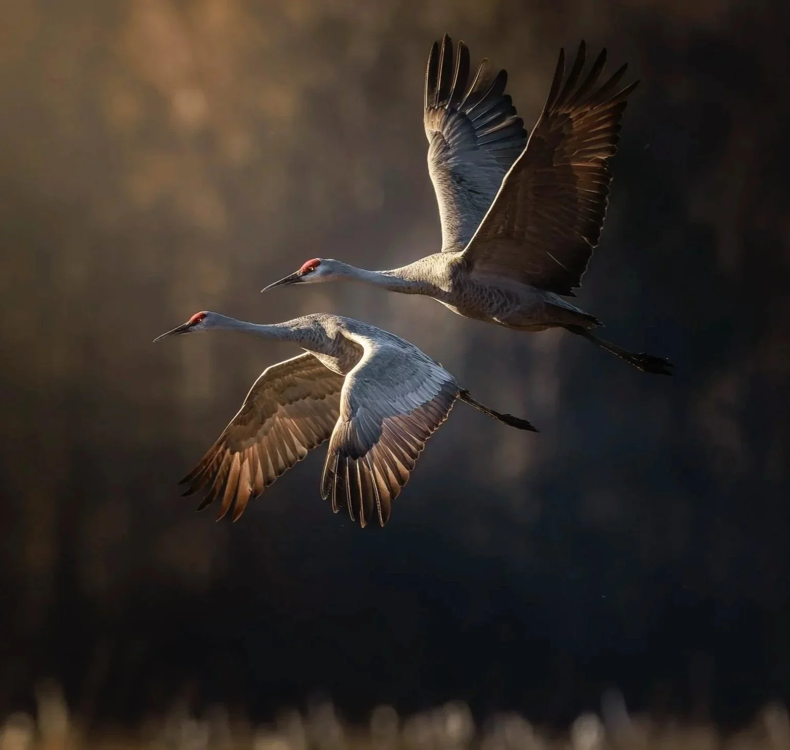 In Flight ~ Sandhill Cranes