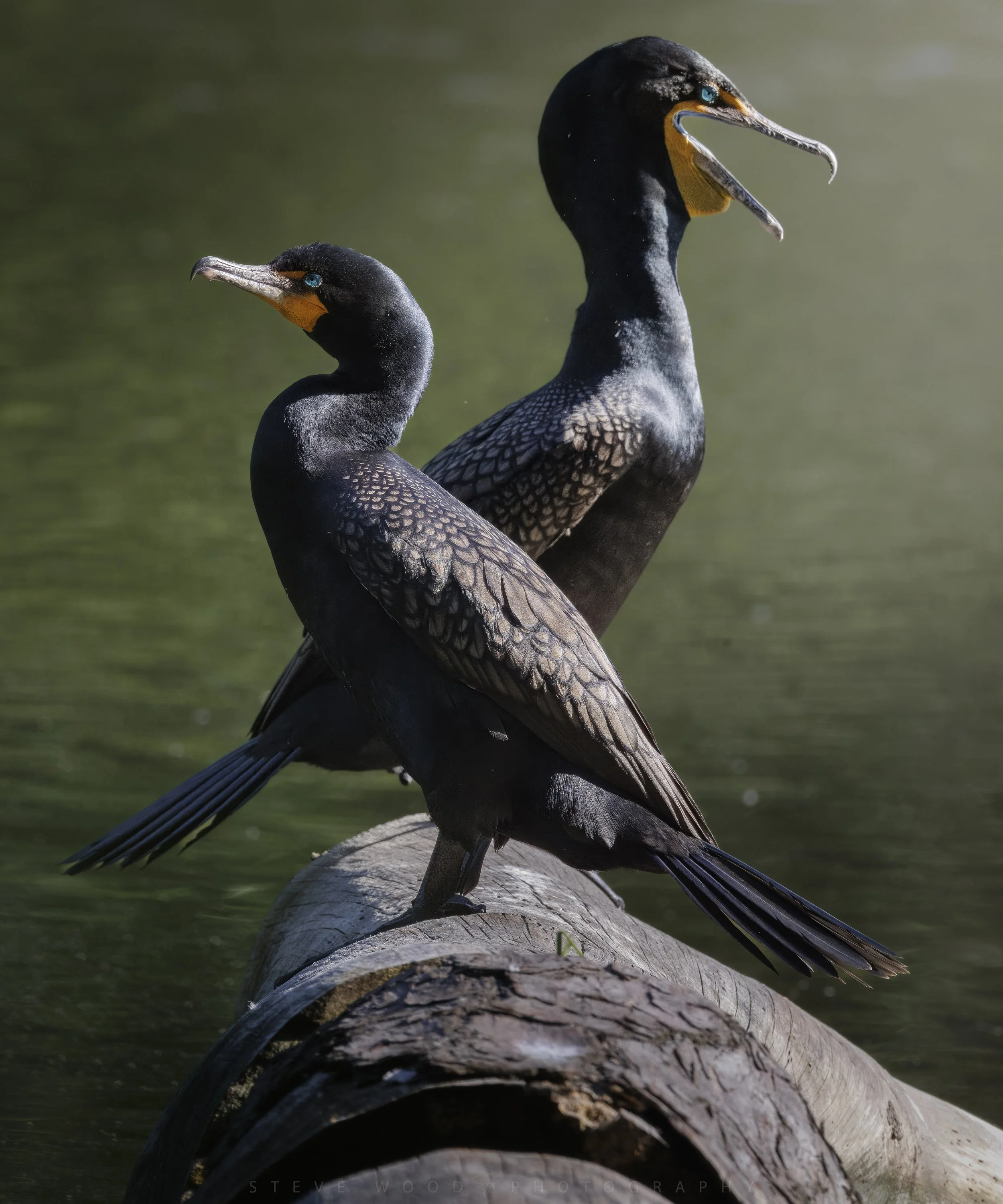 cormorant-21.jpg