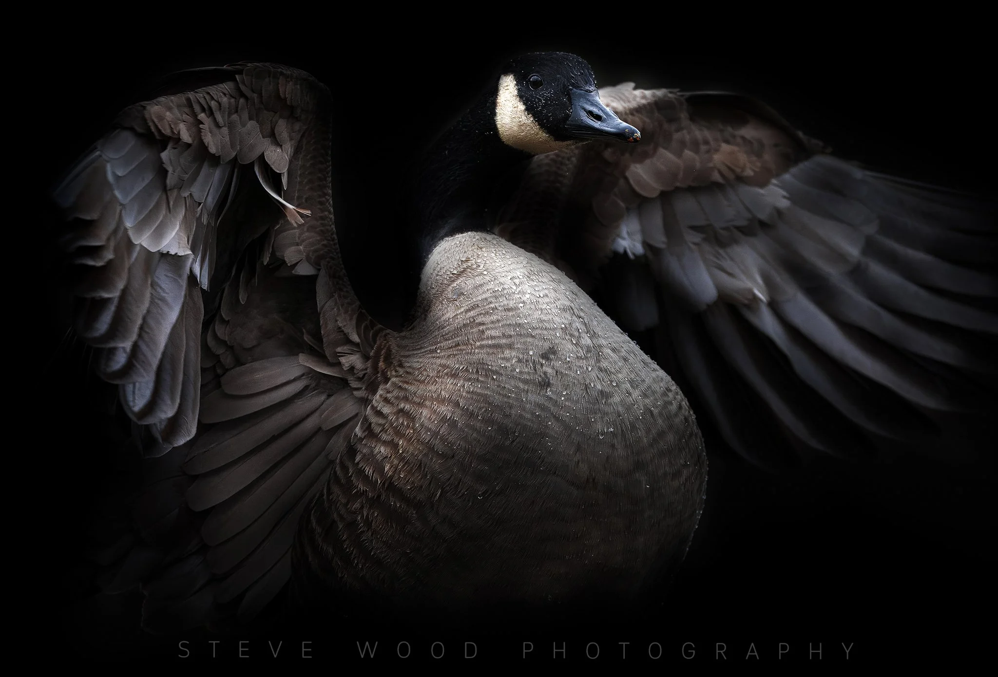 canada  goose portrait-4.jpg