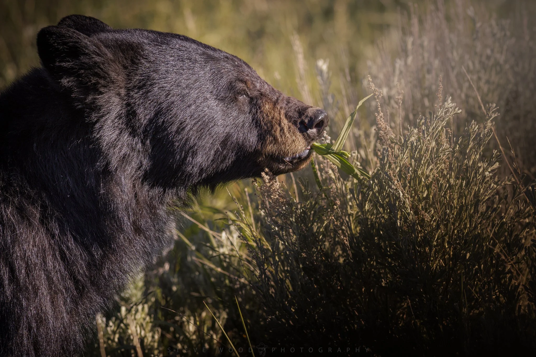 blackbear-1.jpg