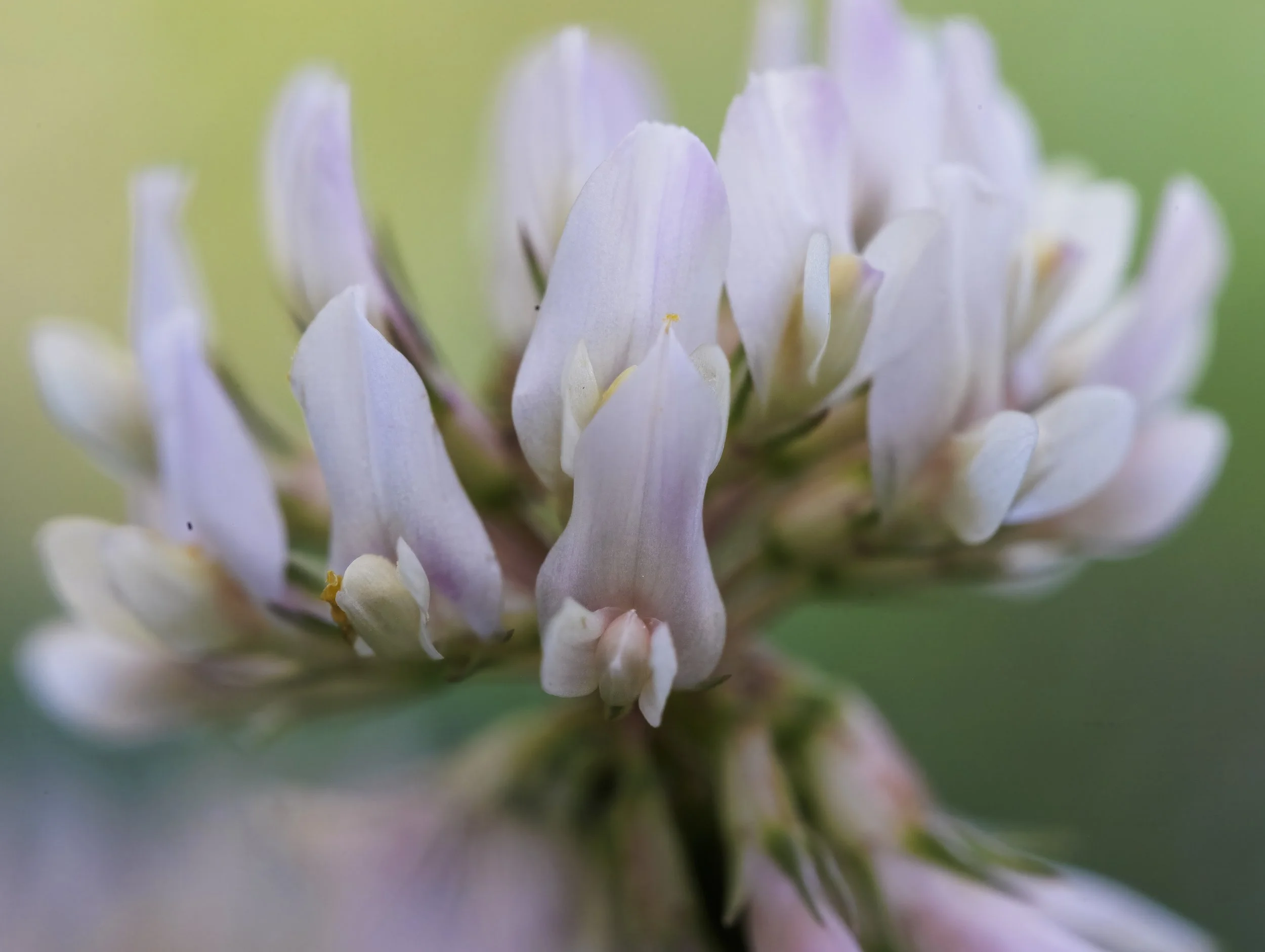 clover flower-7.jpg