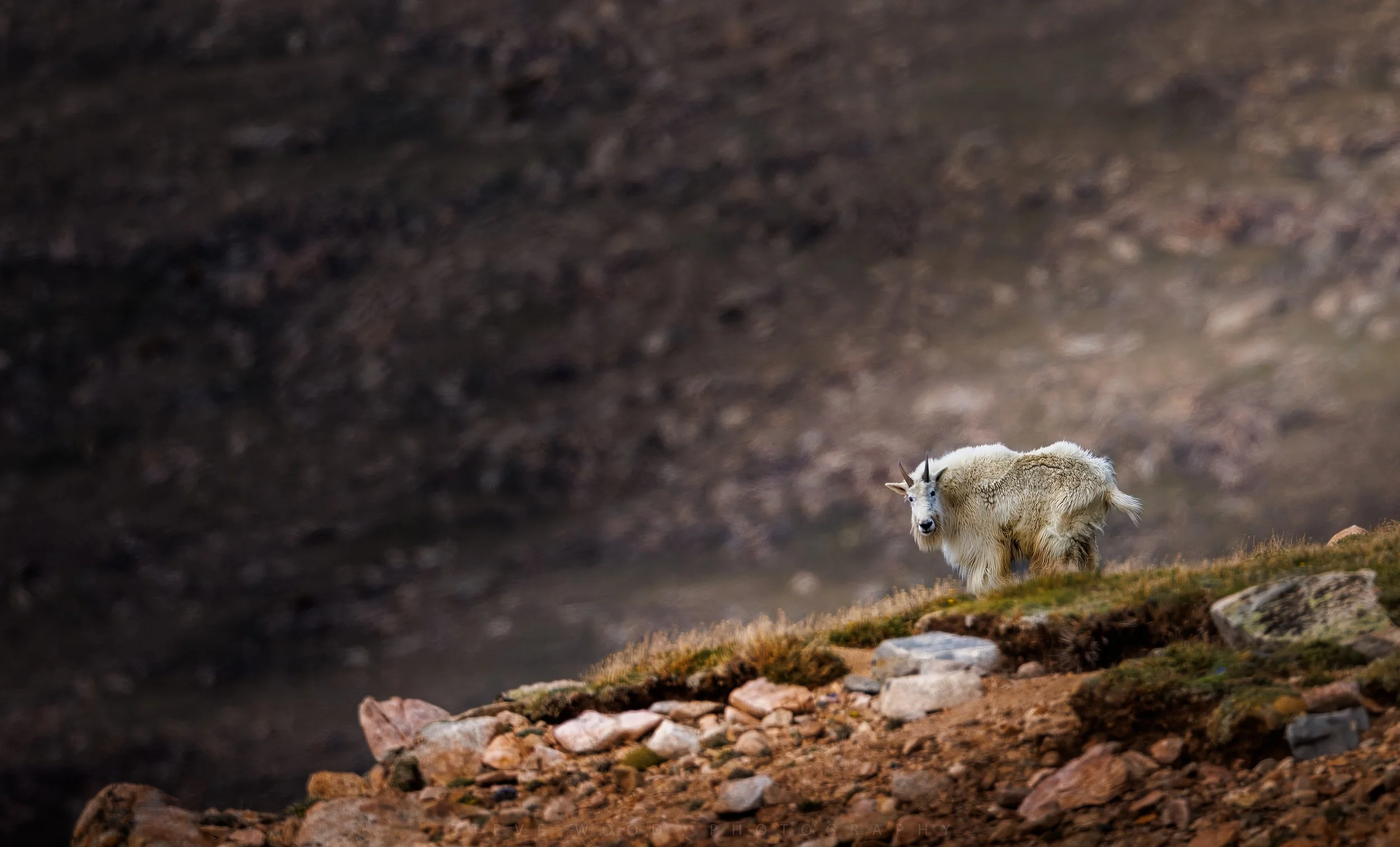 goat-100.jpg