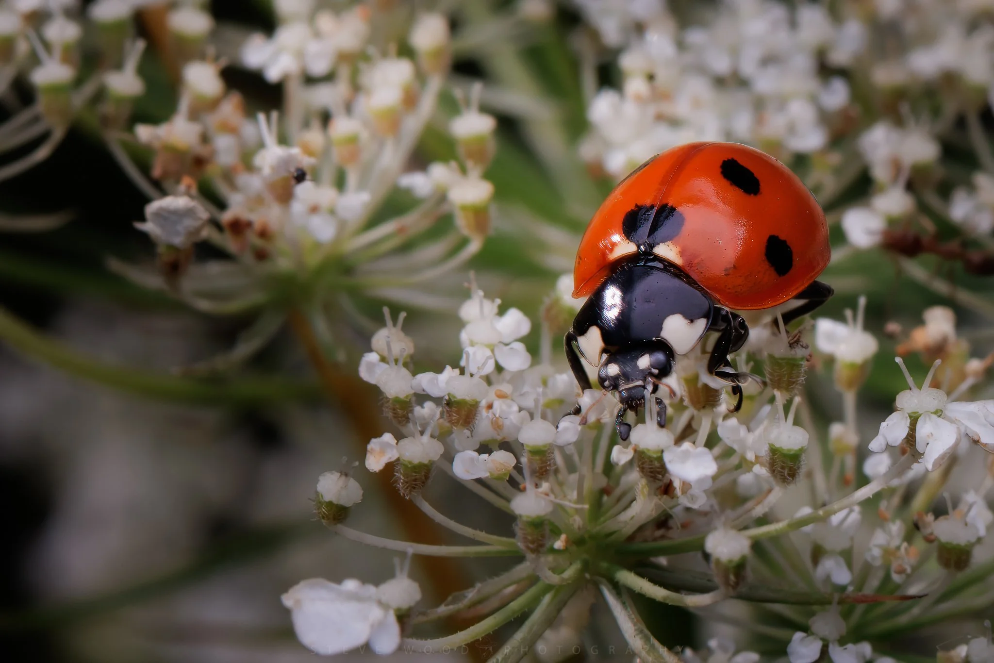 lady beatle-96.jpg