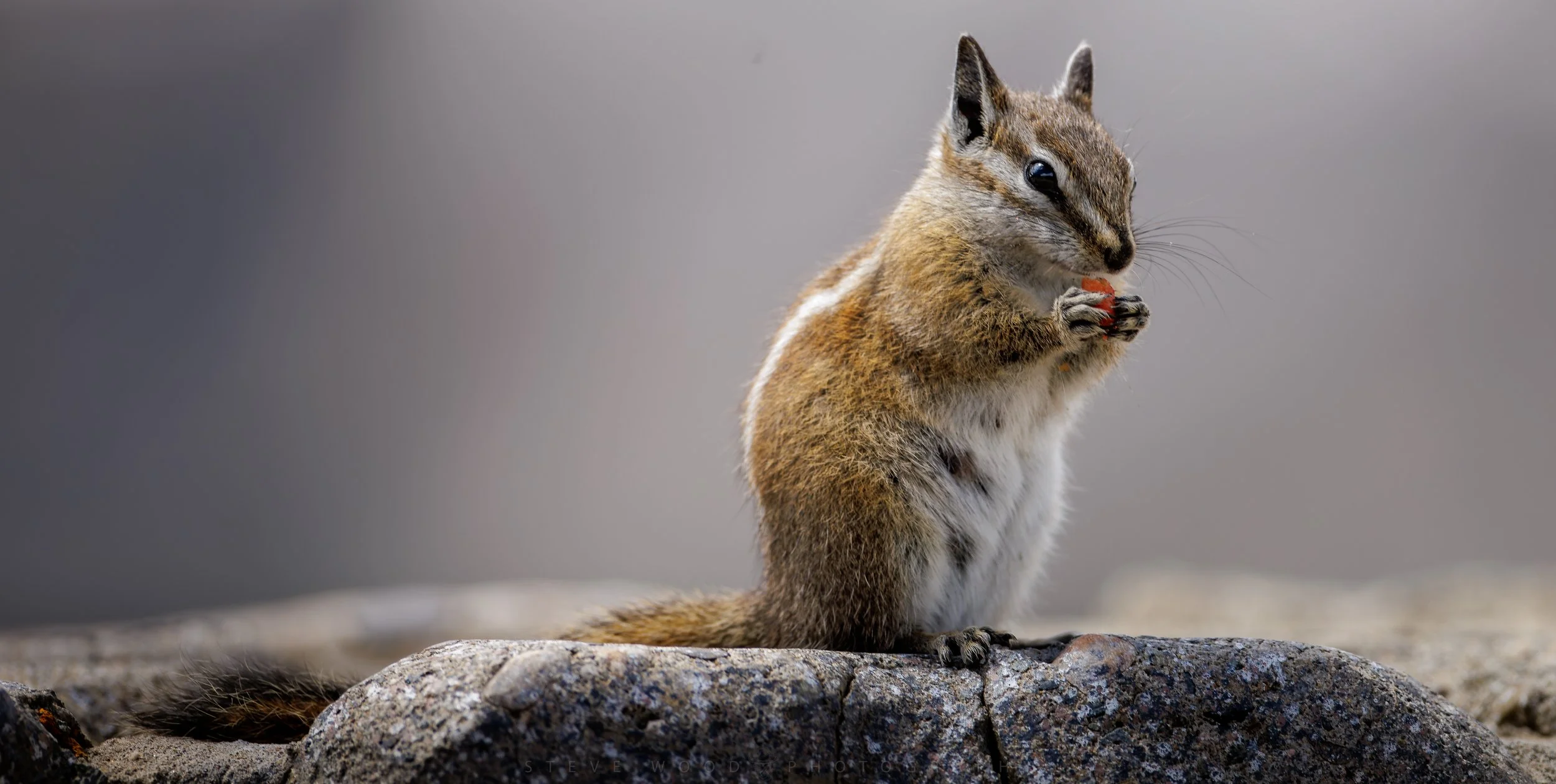 chipmunk-100.jpg