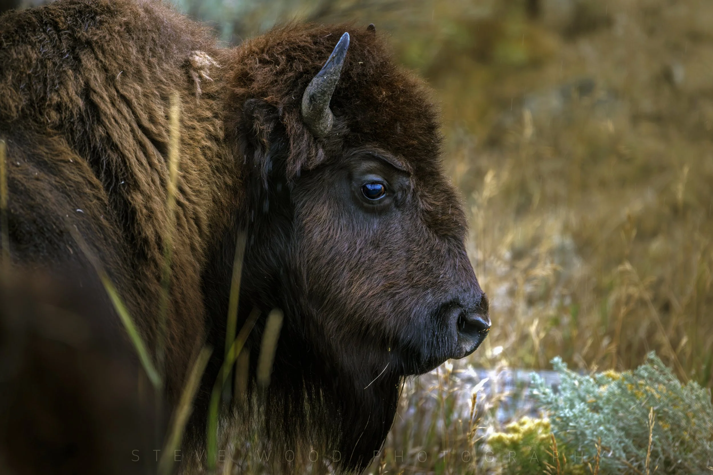 bison YNP-17 copy.jpg
