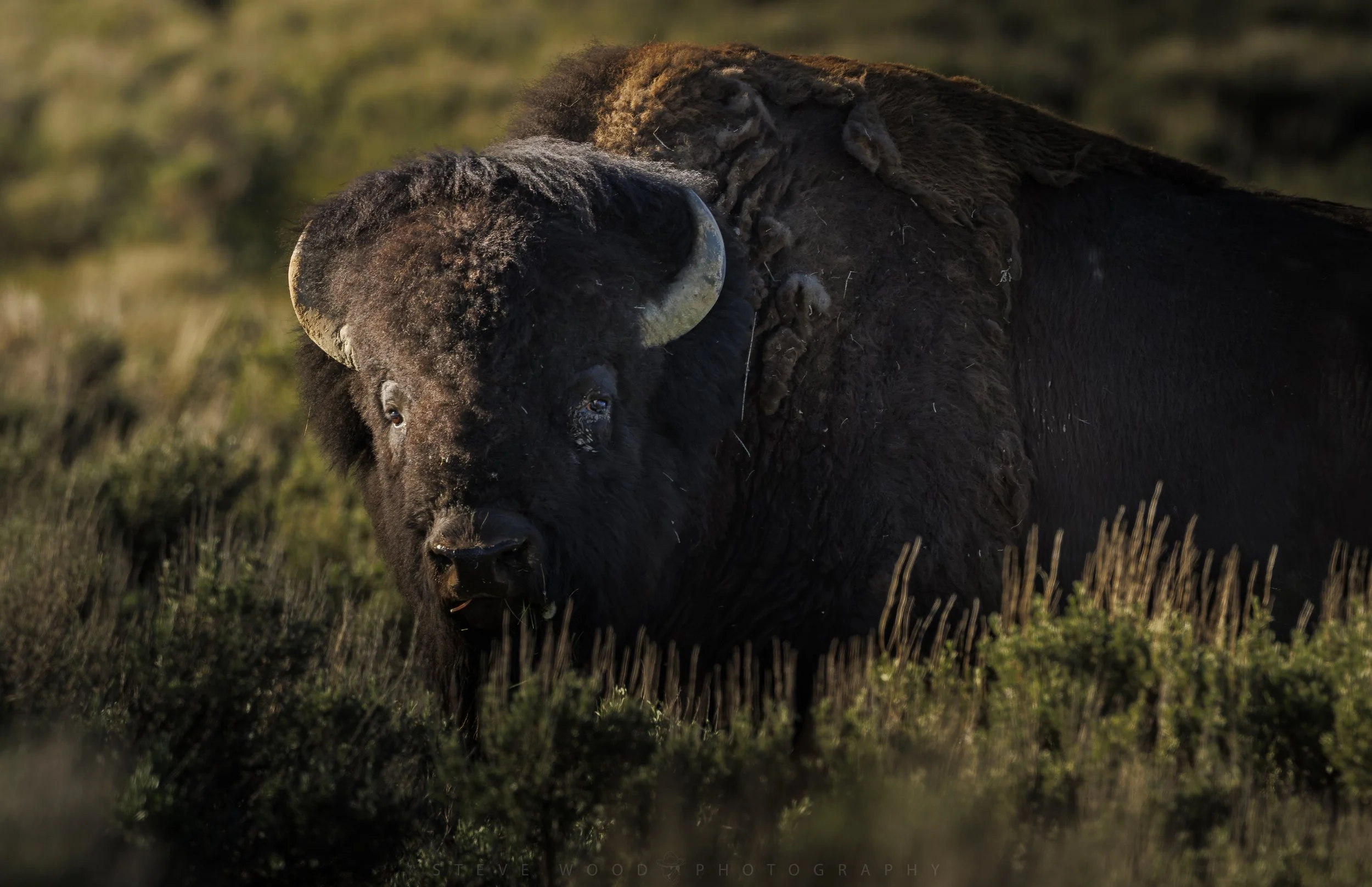 bison 2026-36.jpg