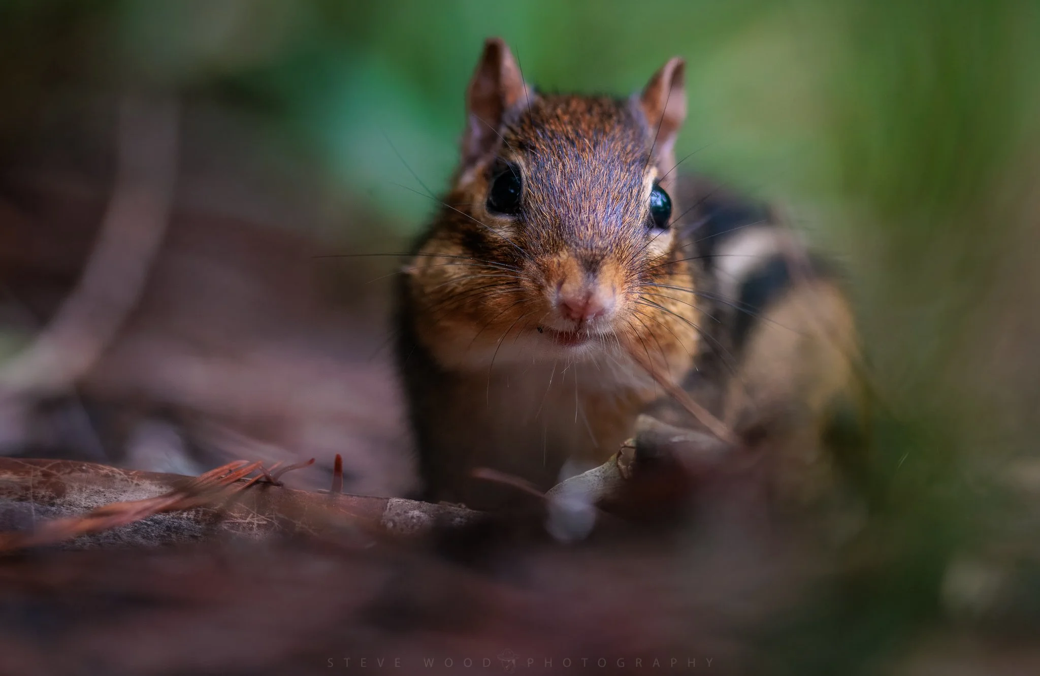 chipmunks-94 2.jpg