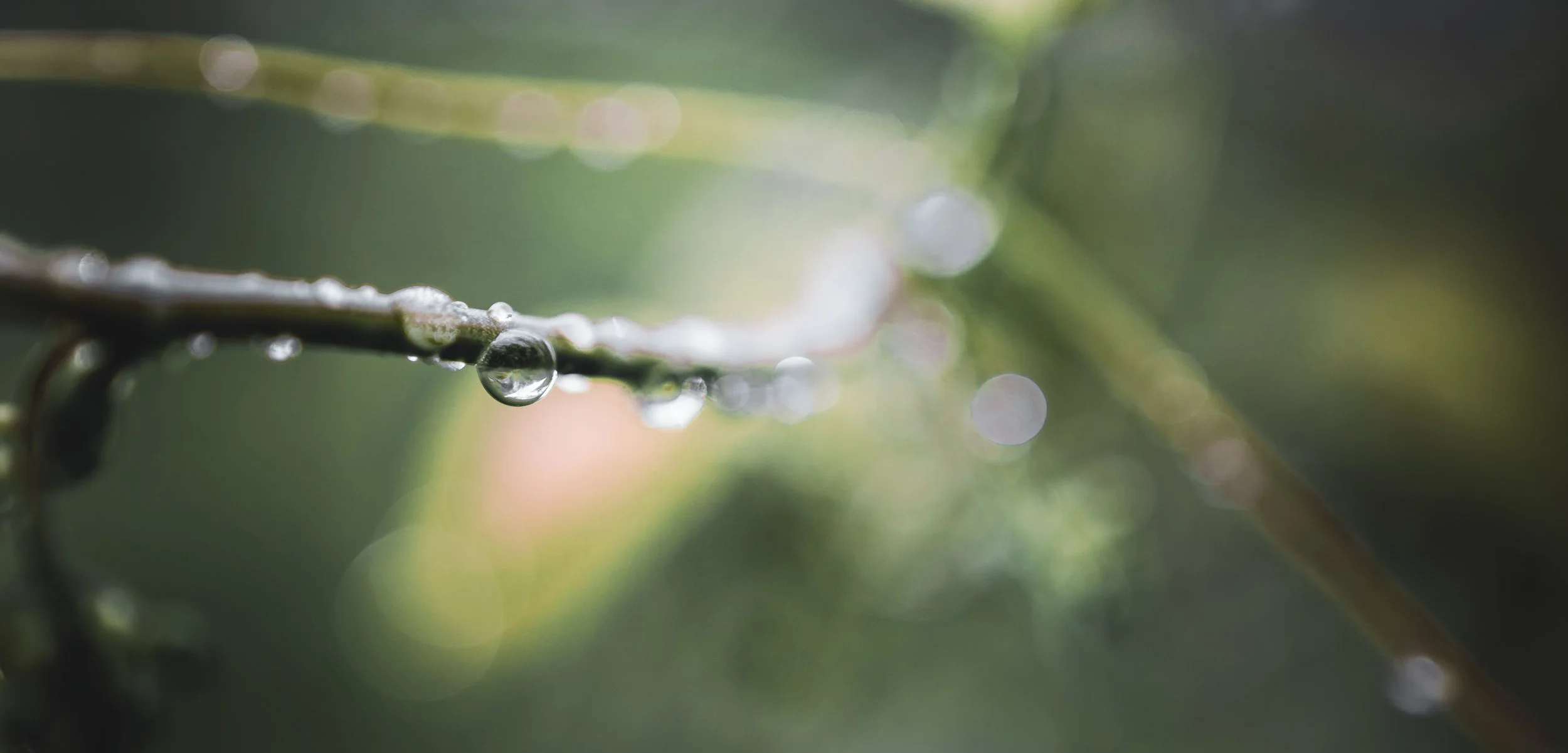 after the rain-3.jpg
