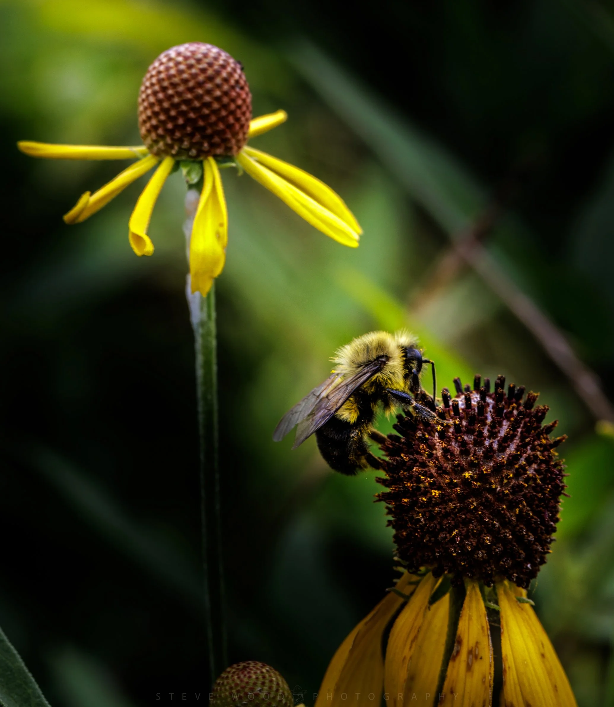 bee-22-2.jpg