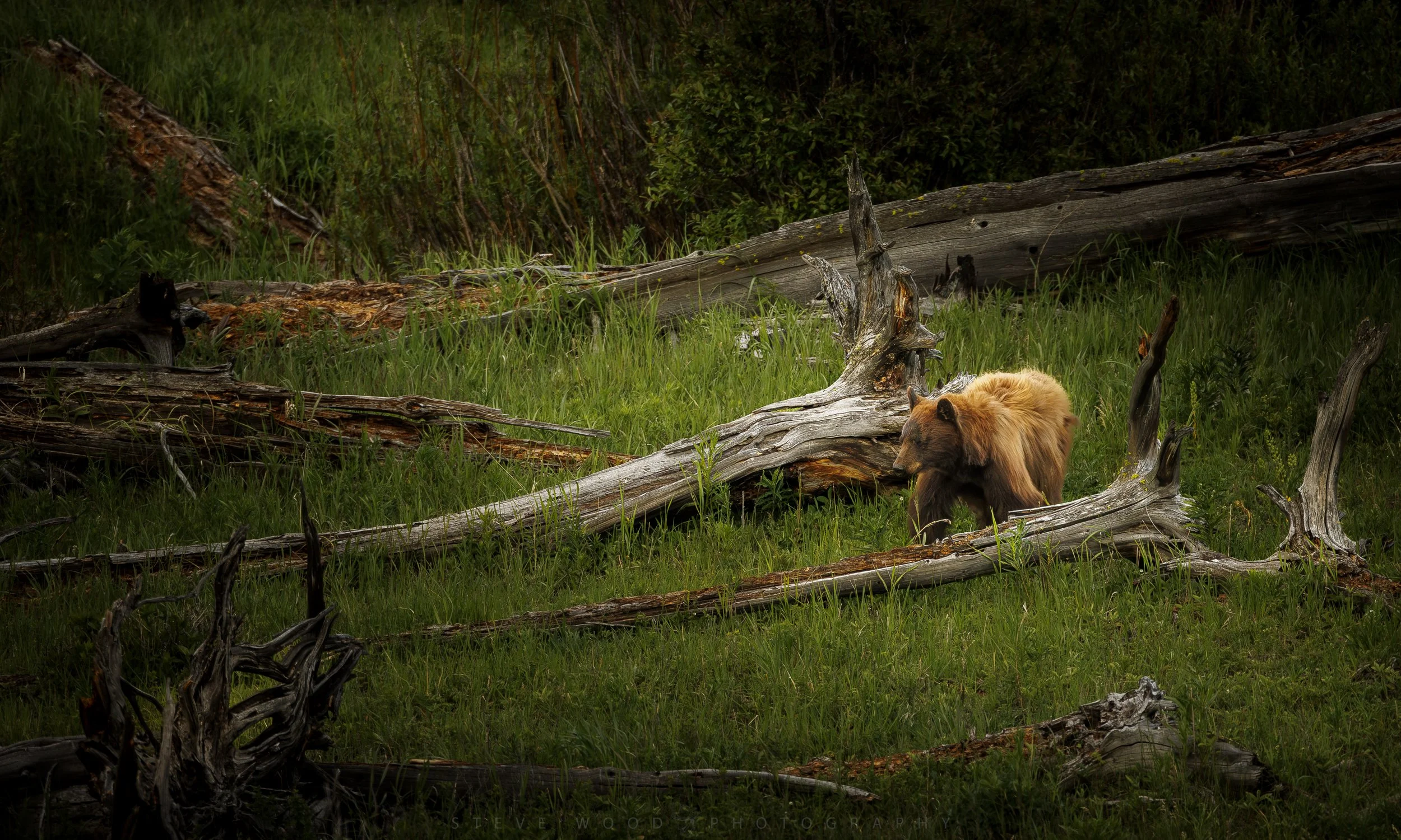 cinnamon bear-126.jpg