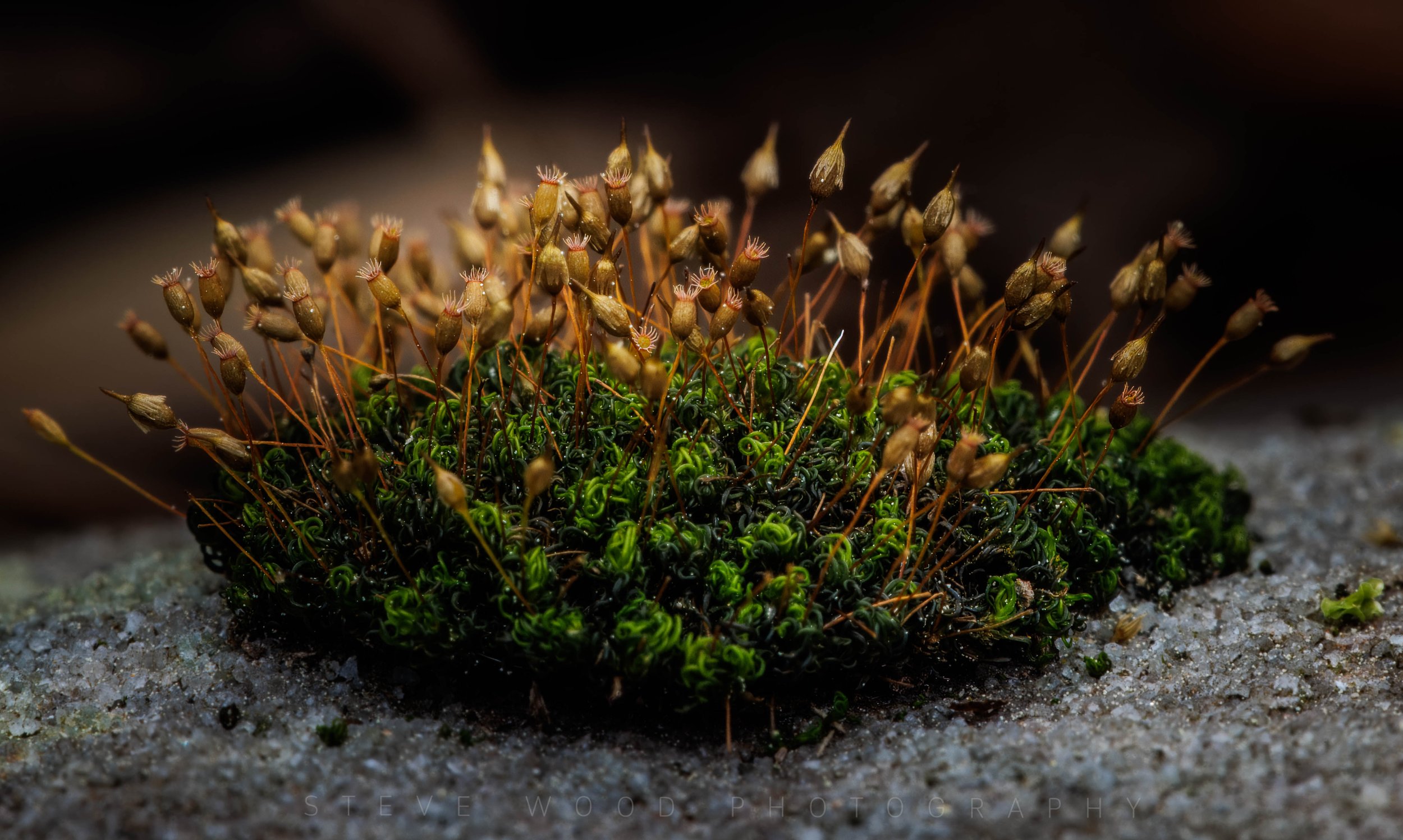 moss-1.jpg