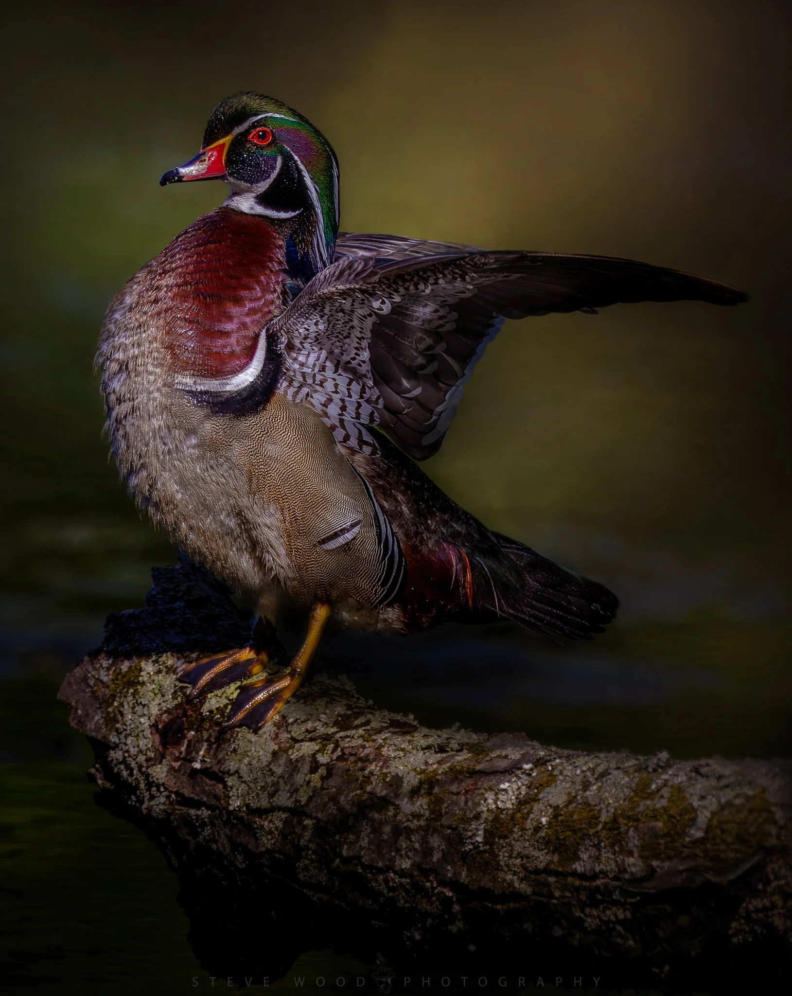 woodduck-21.jpg