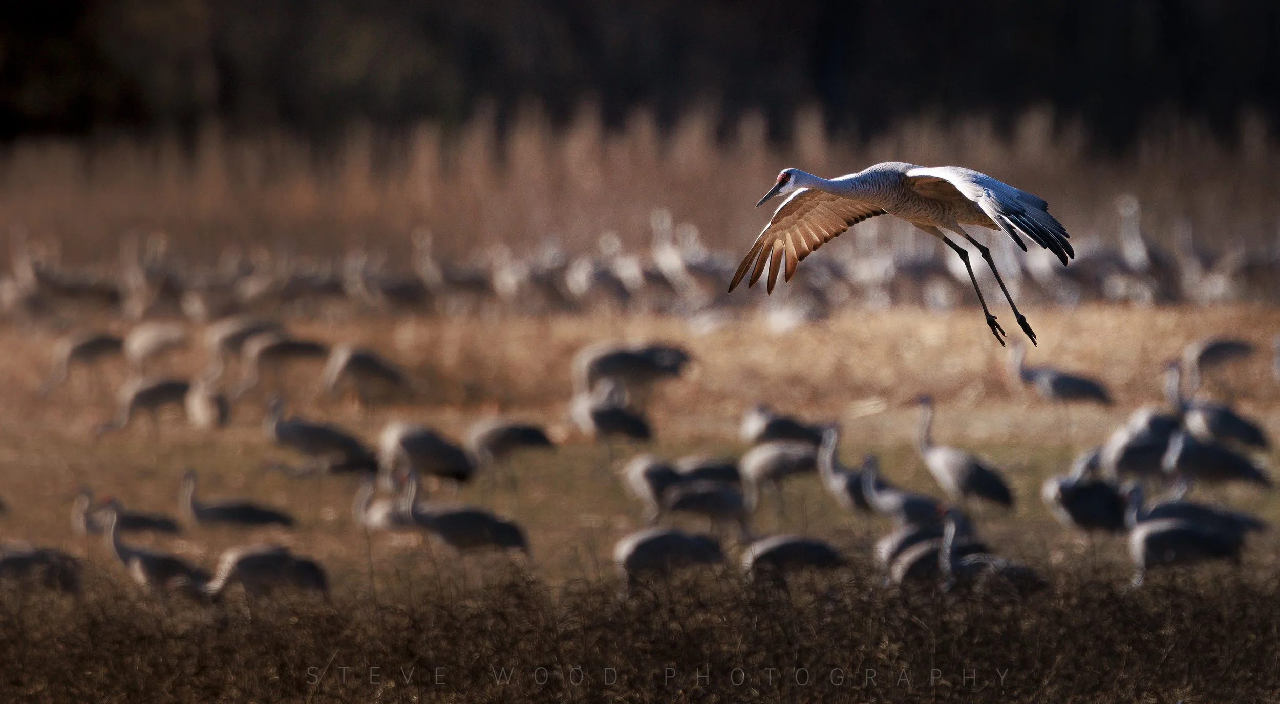 SH crane full rez-26.jpg