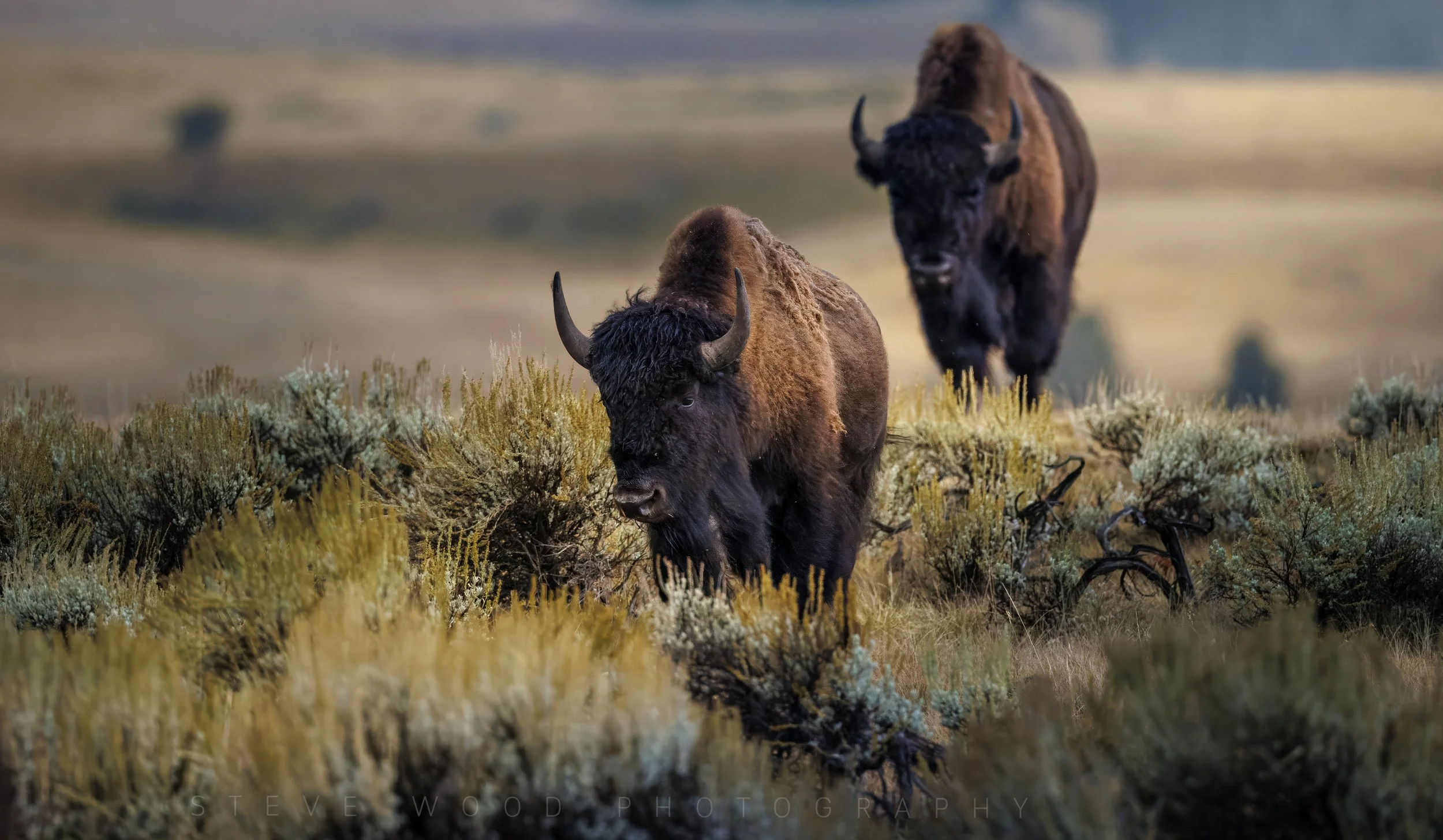 On the Move ~ Bison